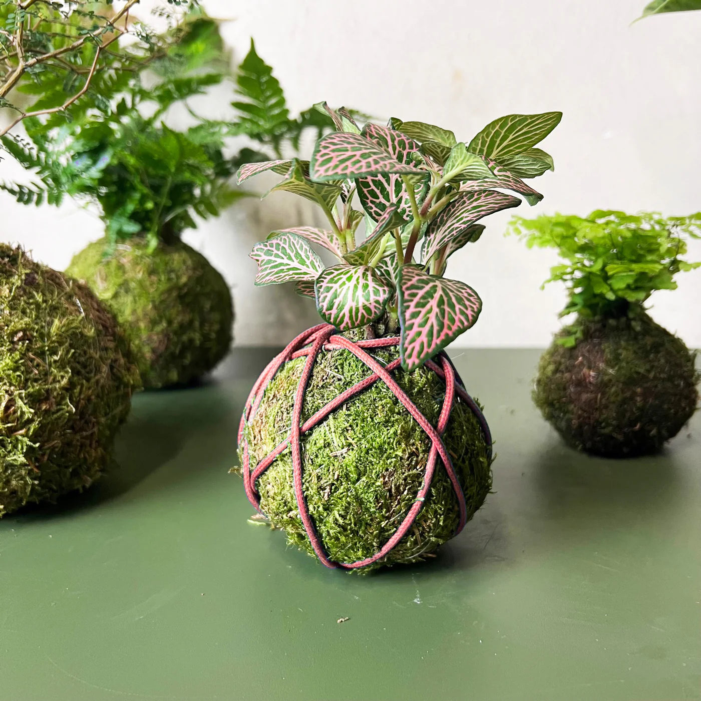 KOKE/Ficus Microcarpa Ginseng