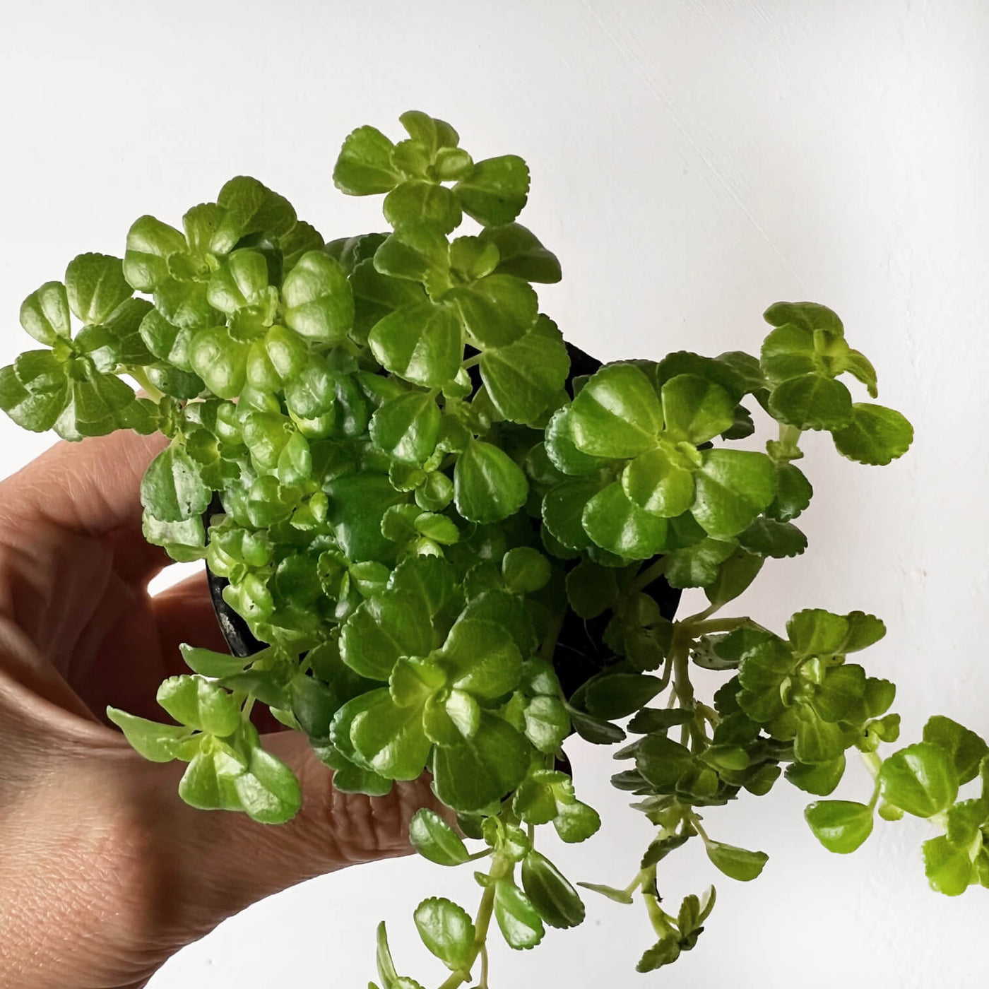 baby Pilea depressa Sao Paulo