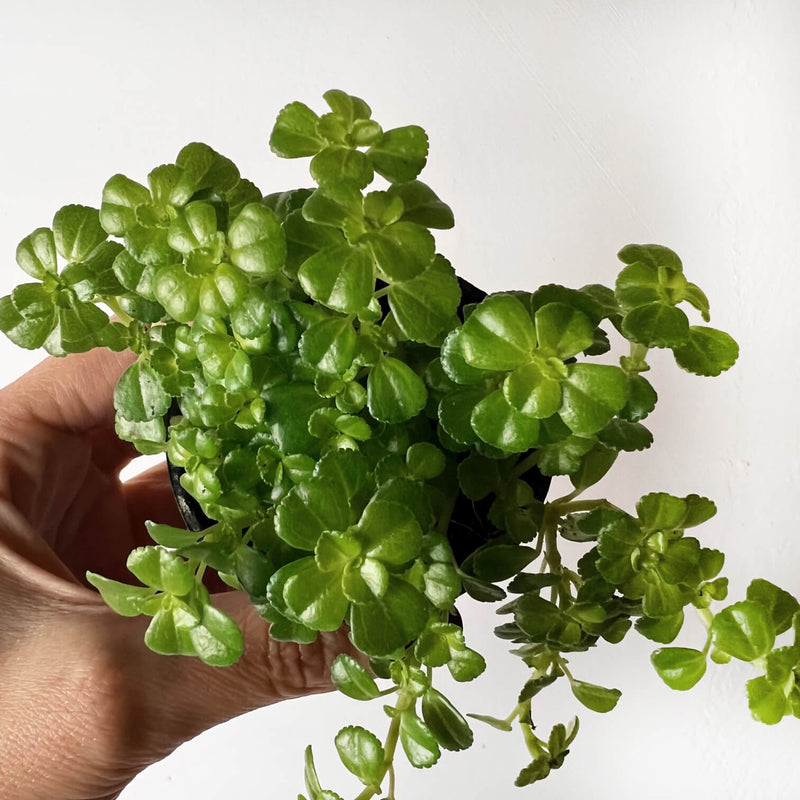 baby Pilea depressa Sao Paulo