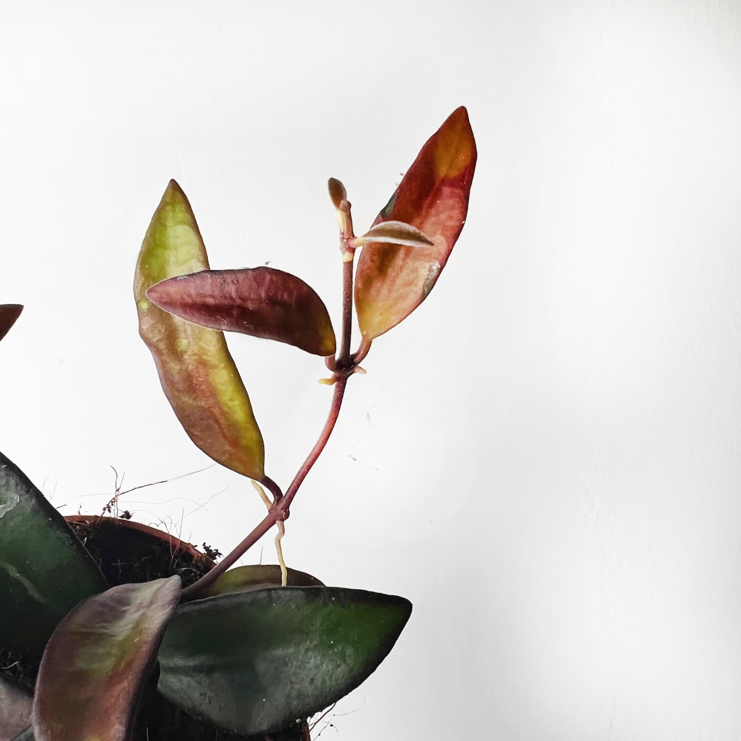 Hoya Rosita
