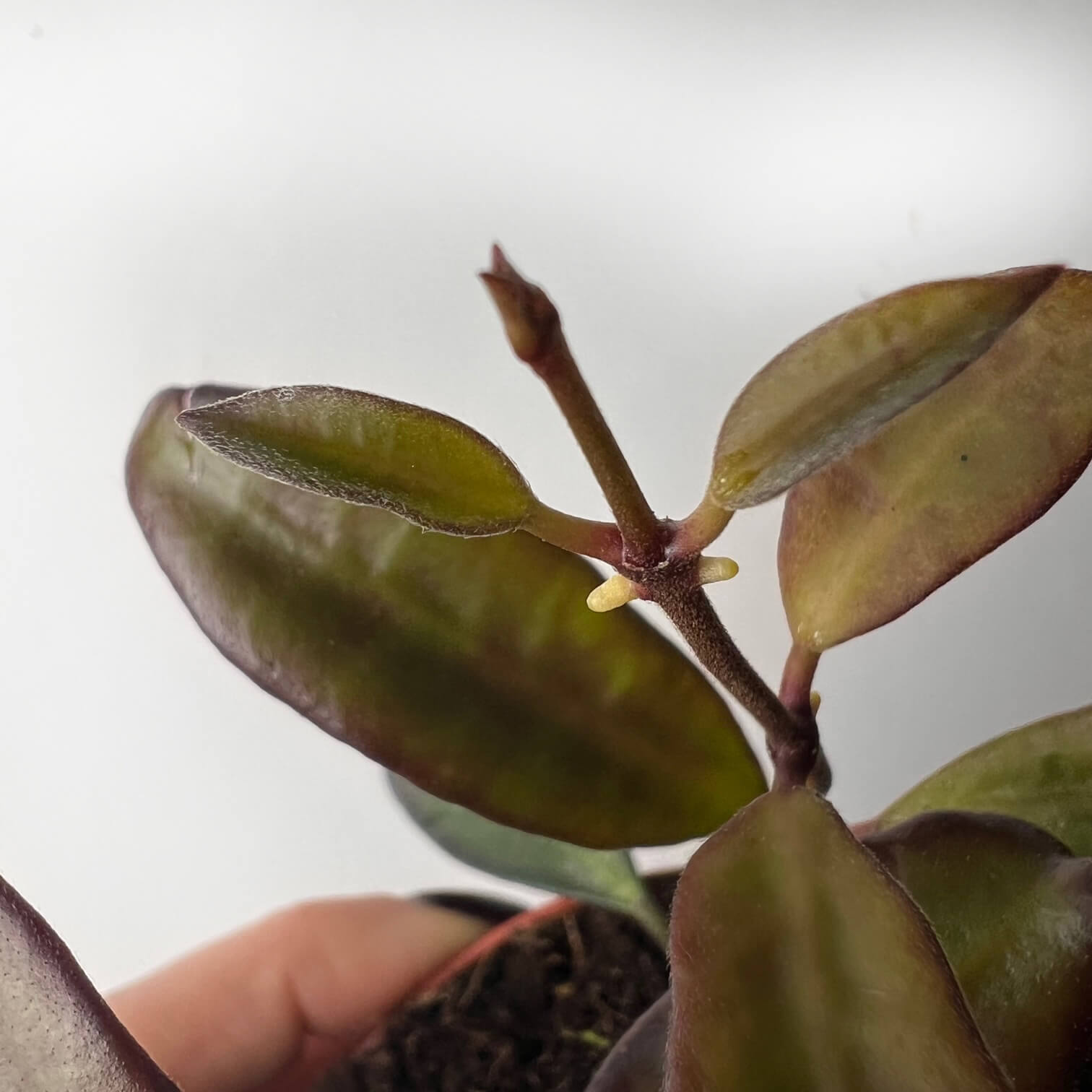 Hoya Rosita