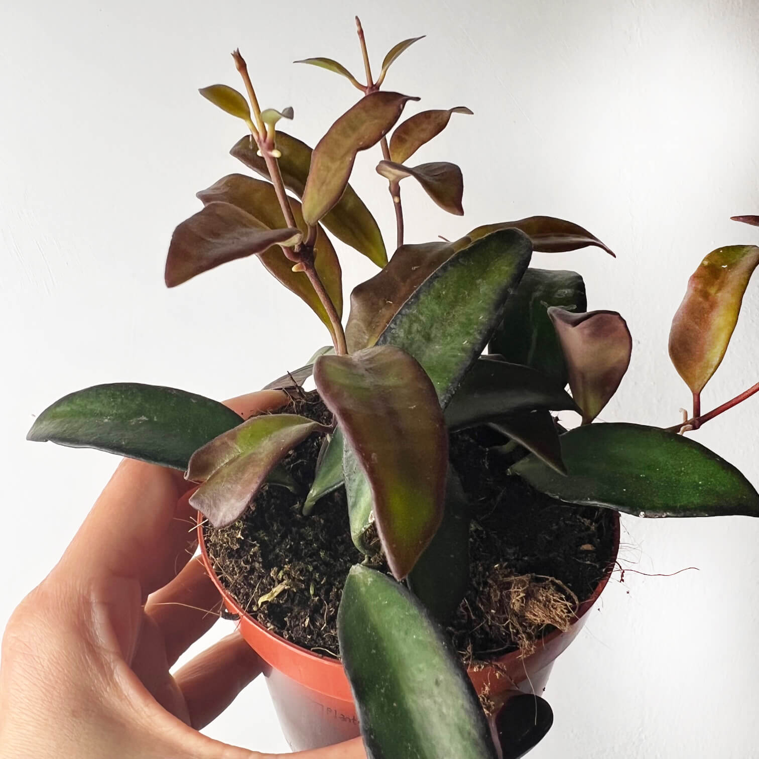 Hoya Rosita