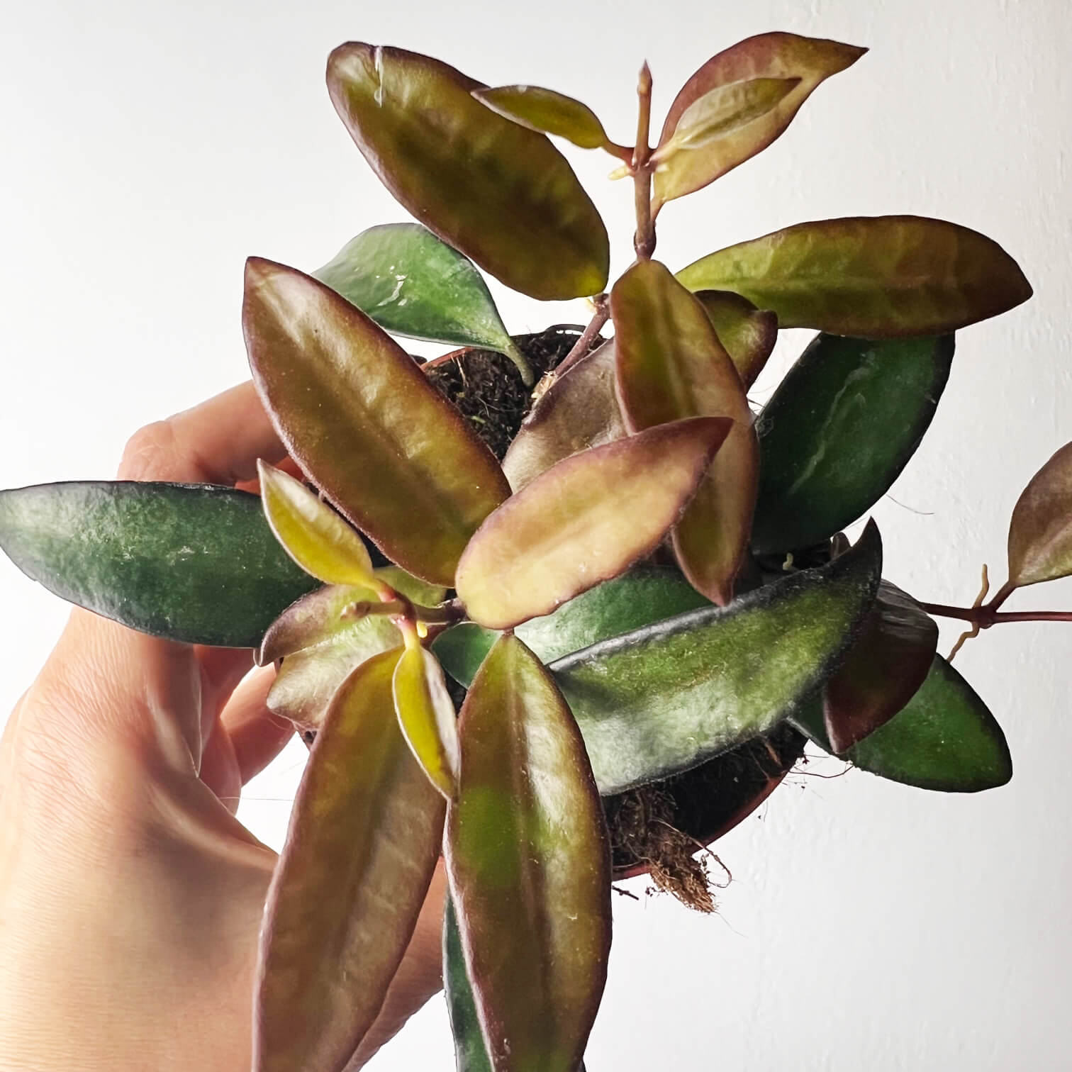 Hoya Rosita