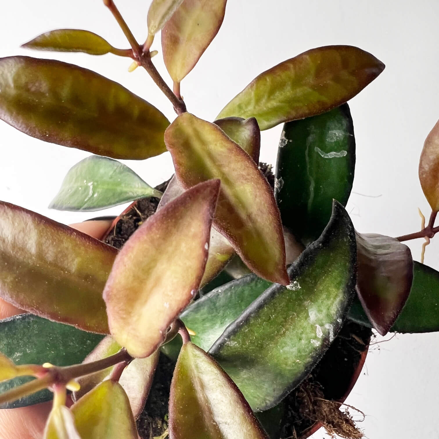 Hoya Rosita