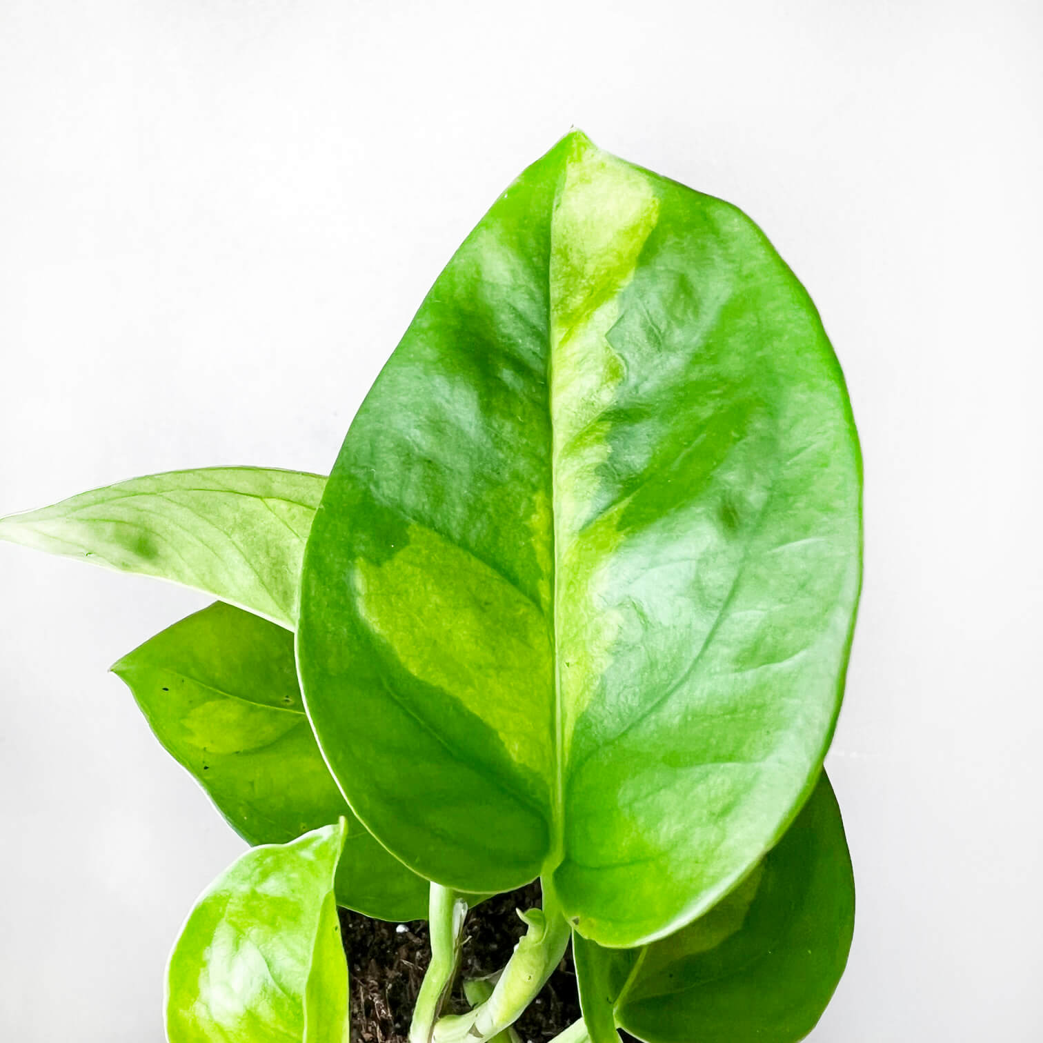 baby Epipremnum Aureum Global Green