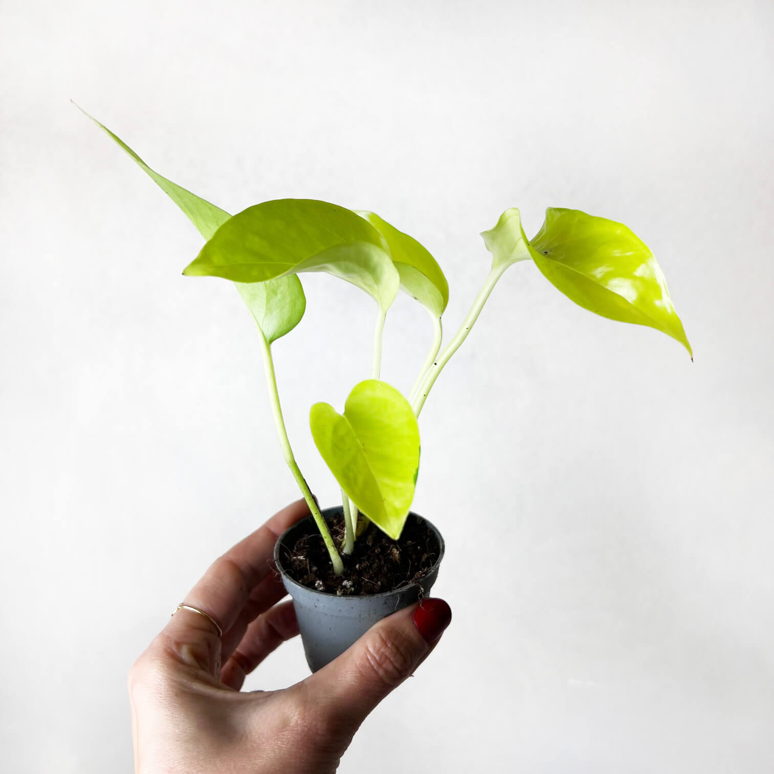 baby Epipremnum Aureum 'Neon'