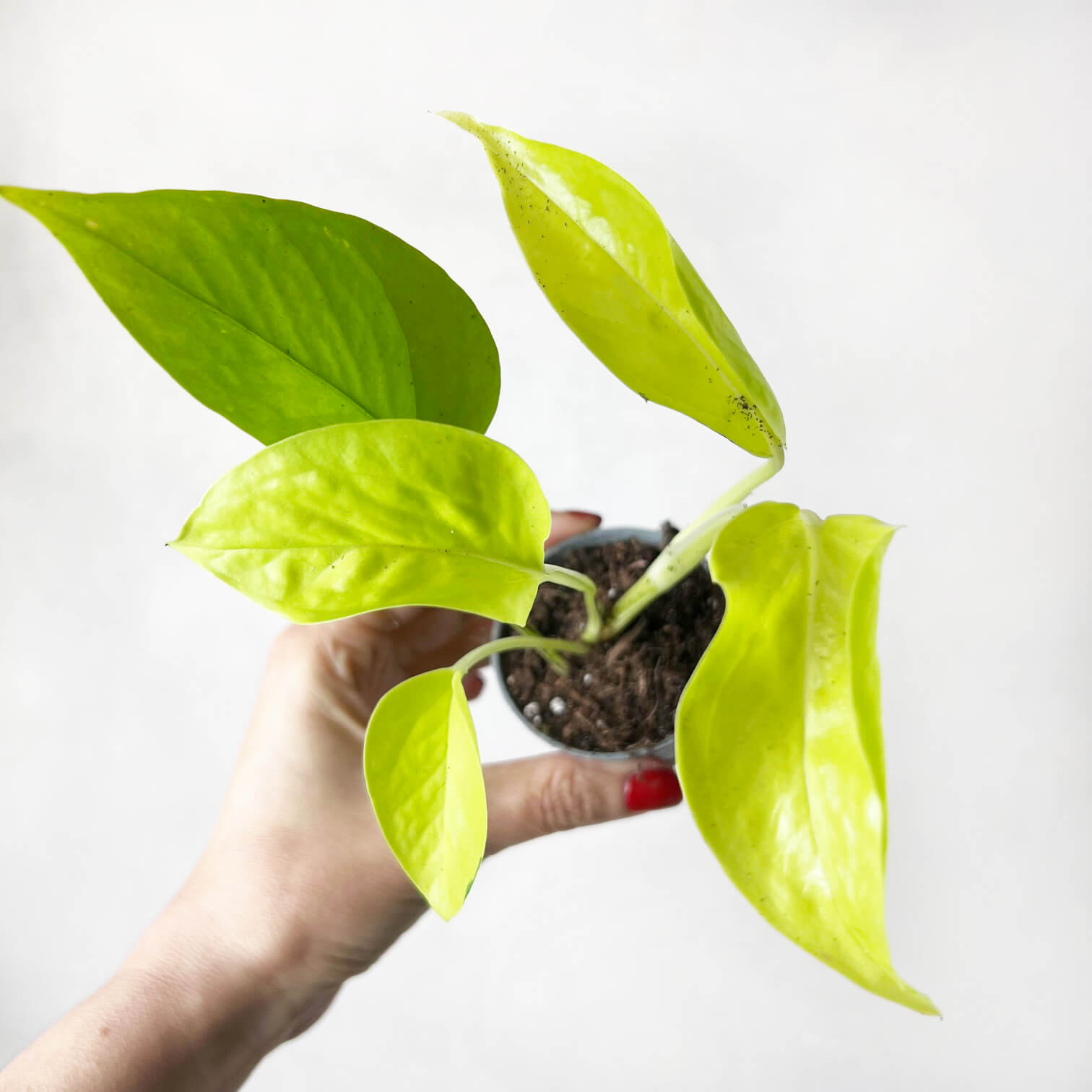 baby Epipremnum Aureum 'Neon'