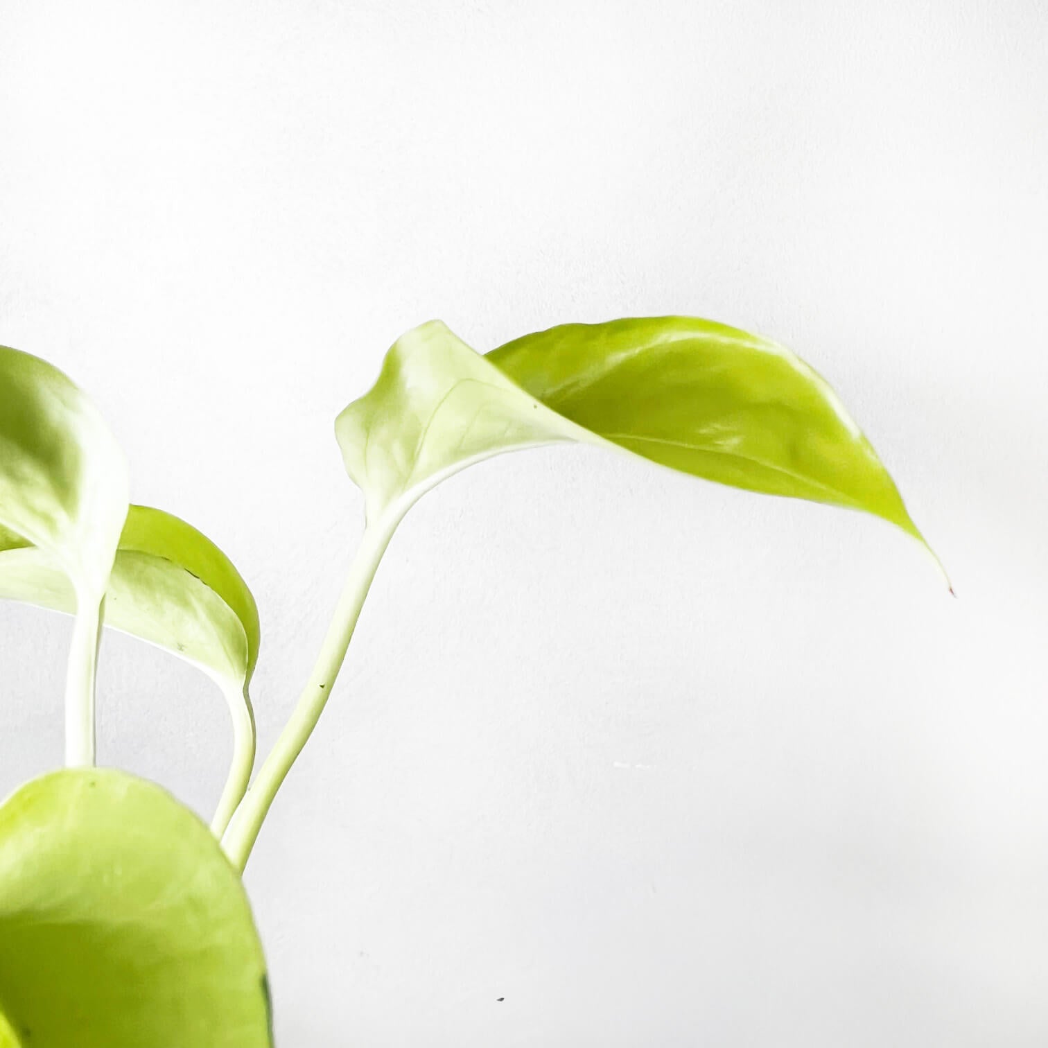 baby Epipremnum Aureum 'Neon'