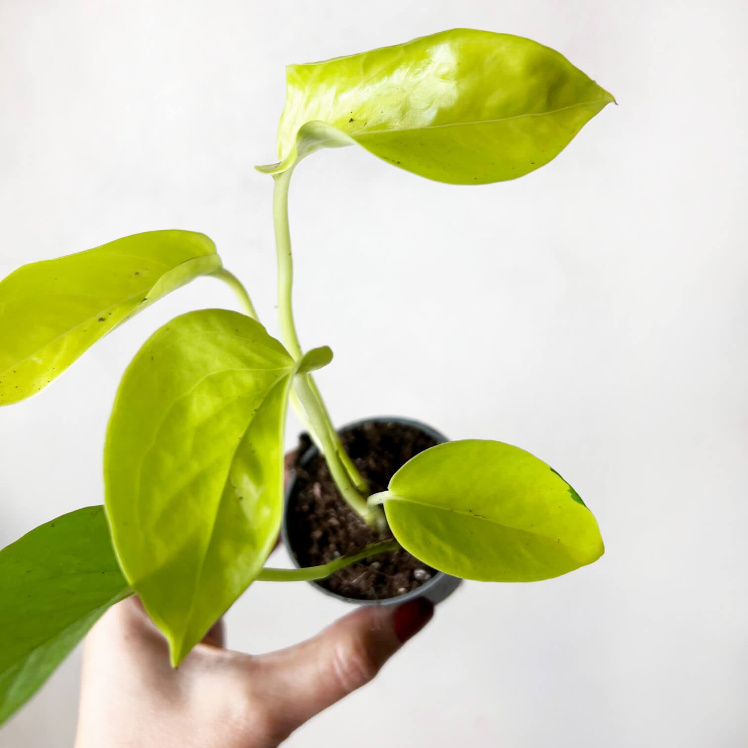 baby Epipremnum Aureum 'Neon'