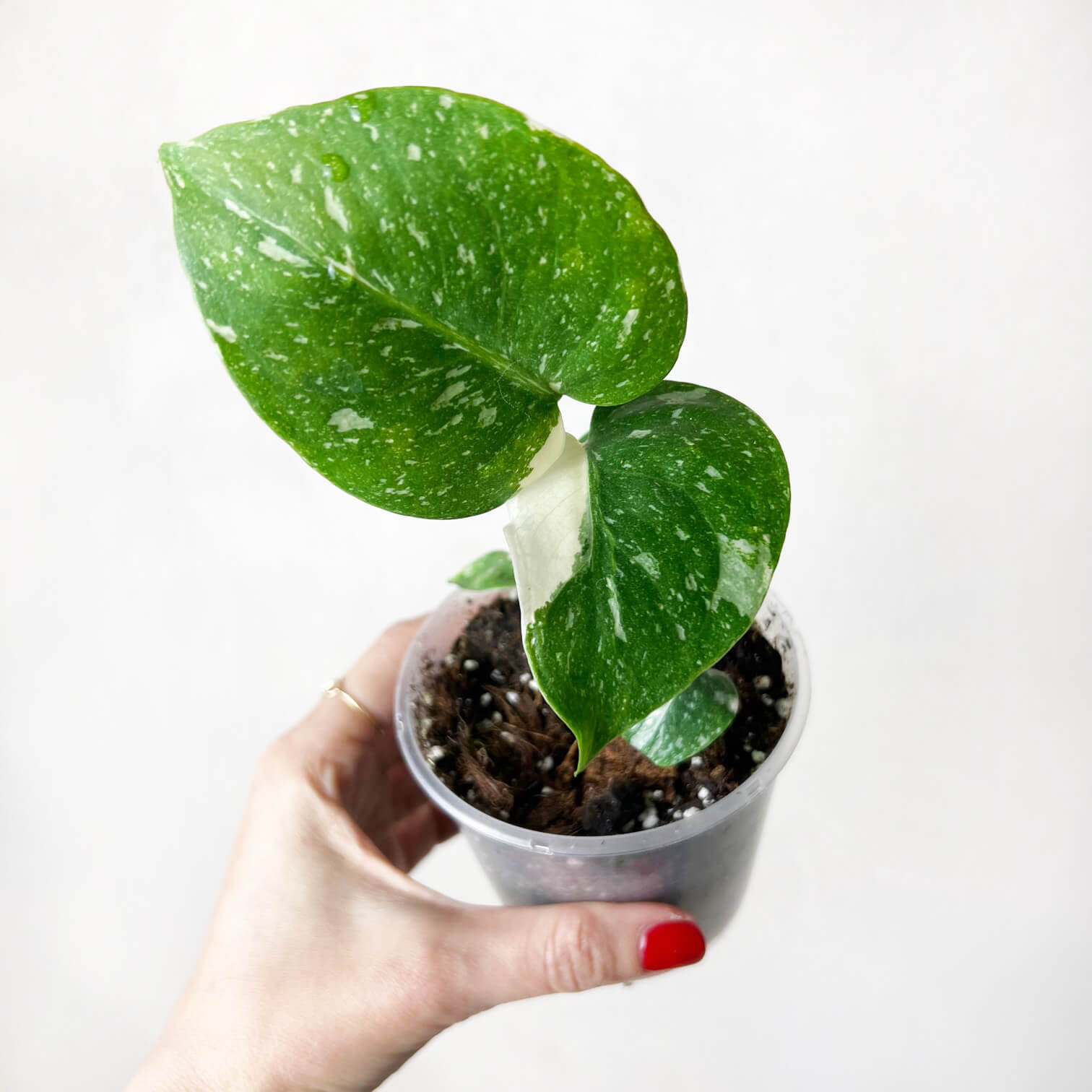 Monstera Thai Constellation