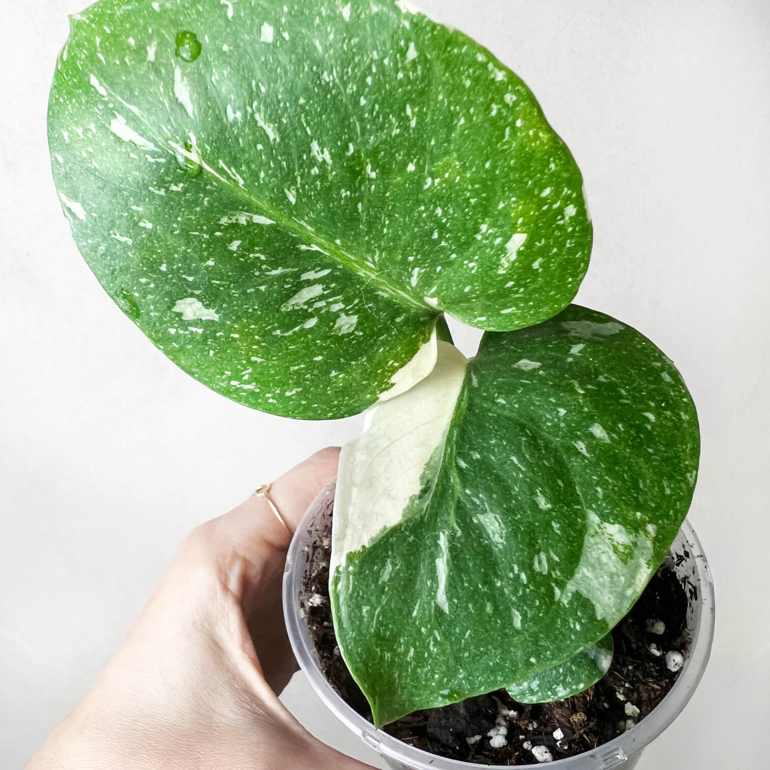 Monstera Thai Constellation