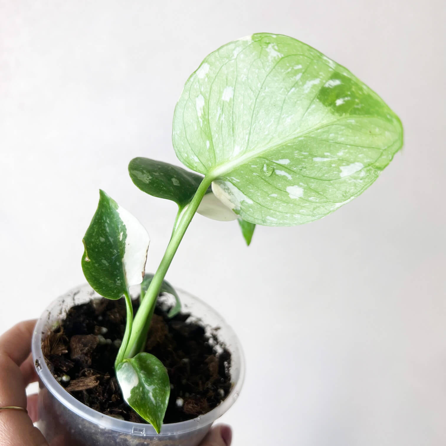 Monstera Thai Constellation