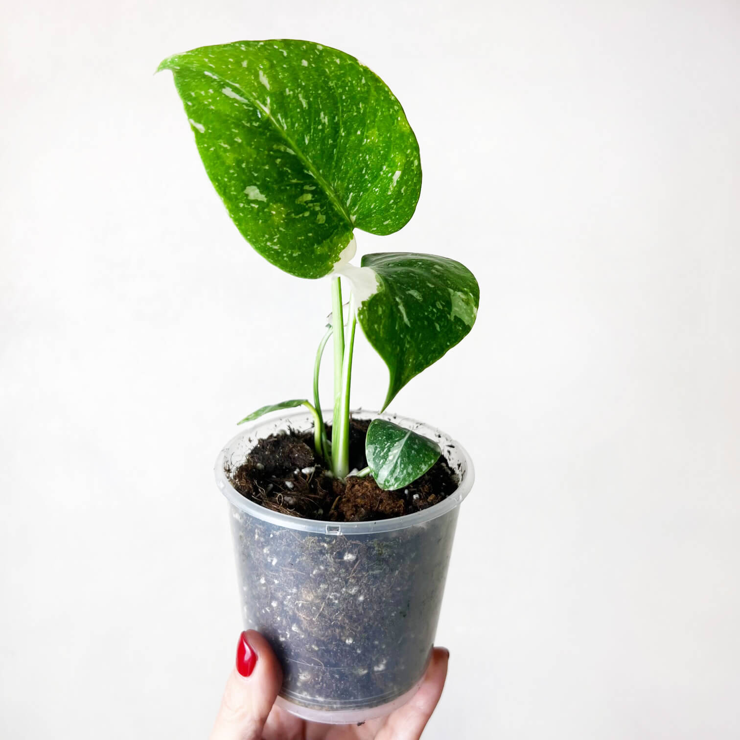 Monstera Thai Constellation