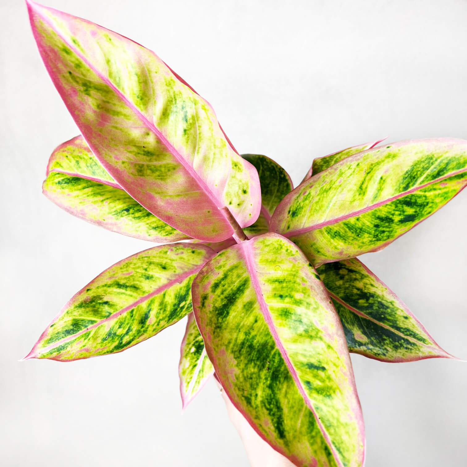 Aglaonema Salmon Fantasy