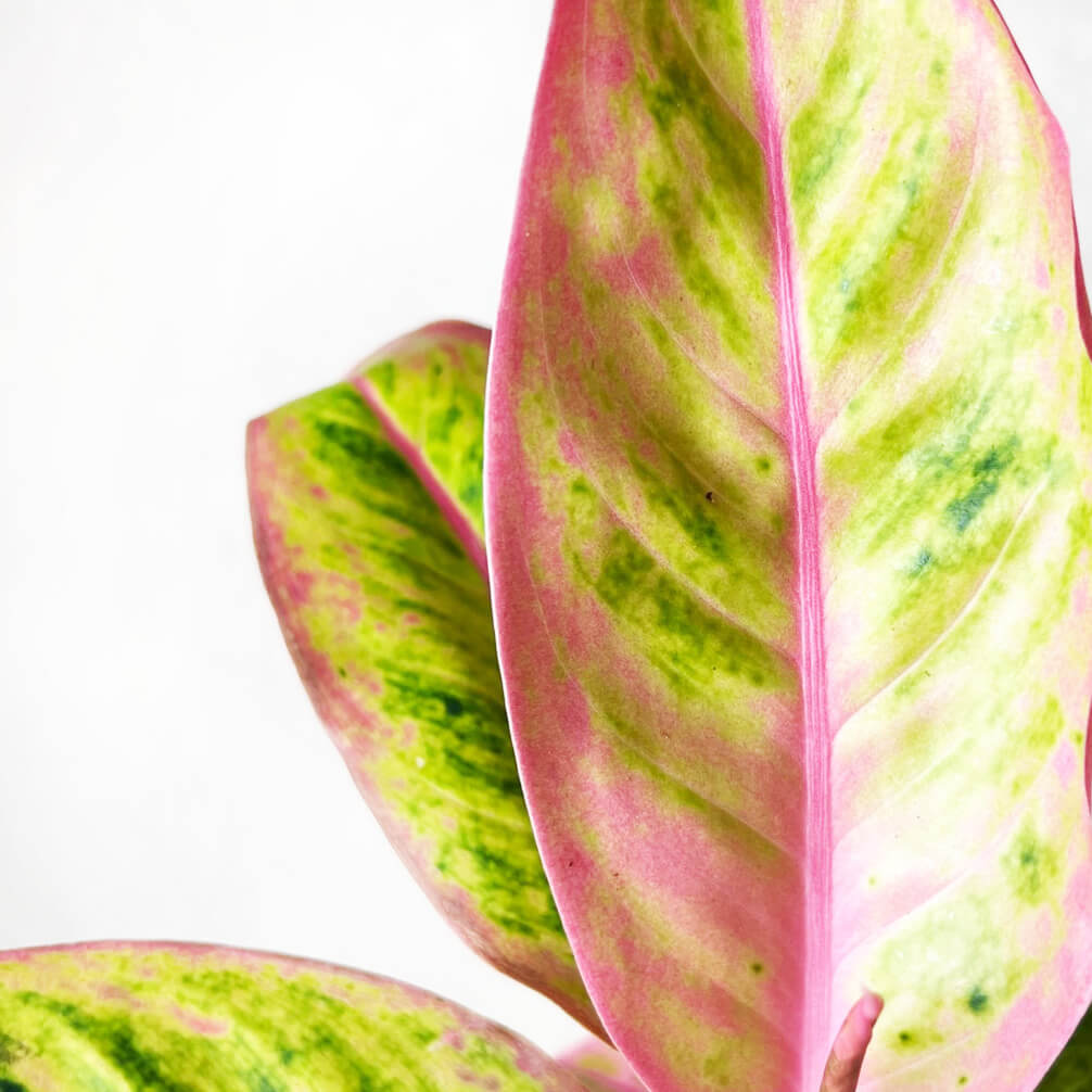 Aglaonema Salmon Fantasy