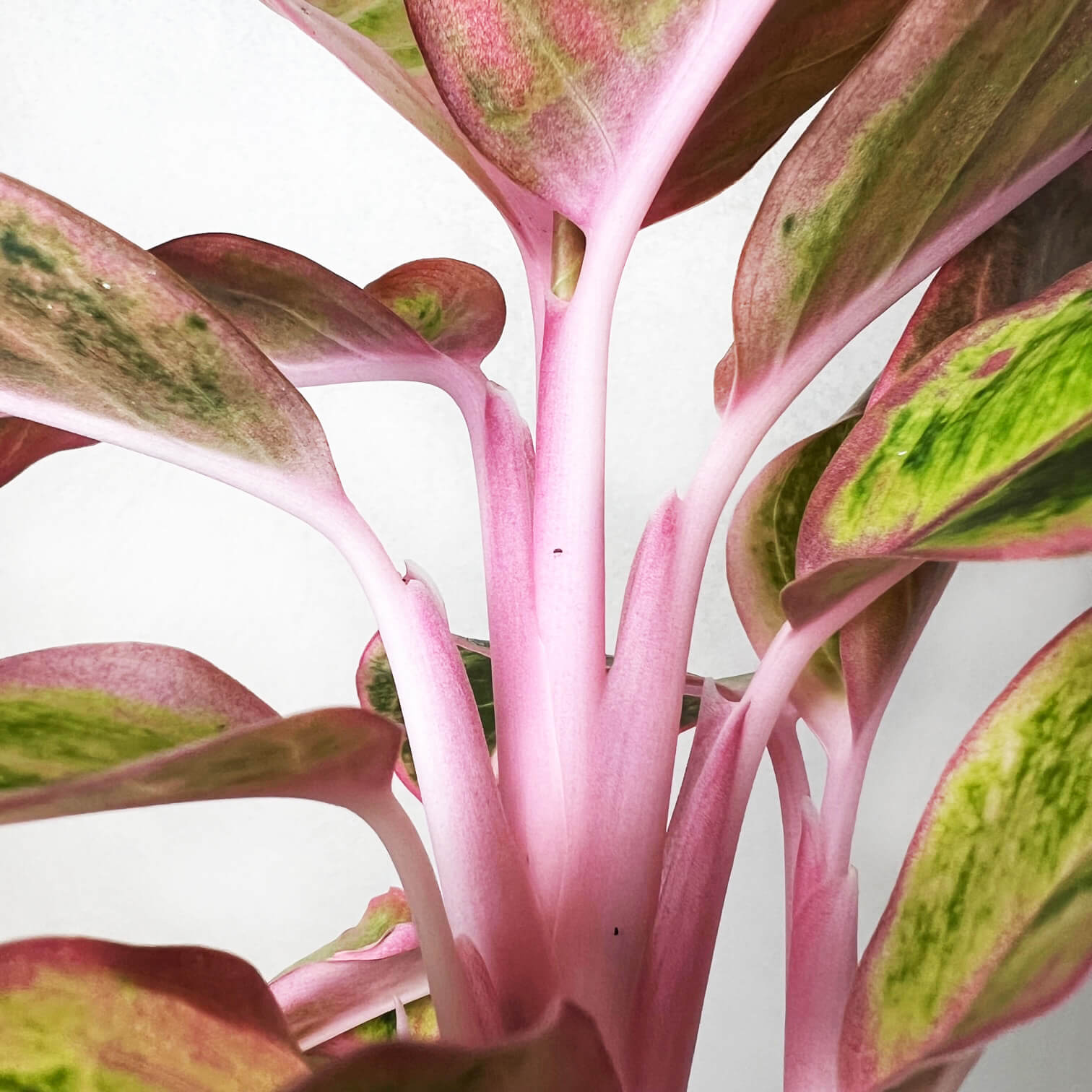 Aglaonema Salmon Fantasy