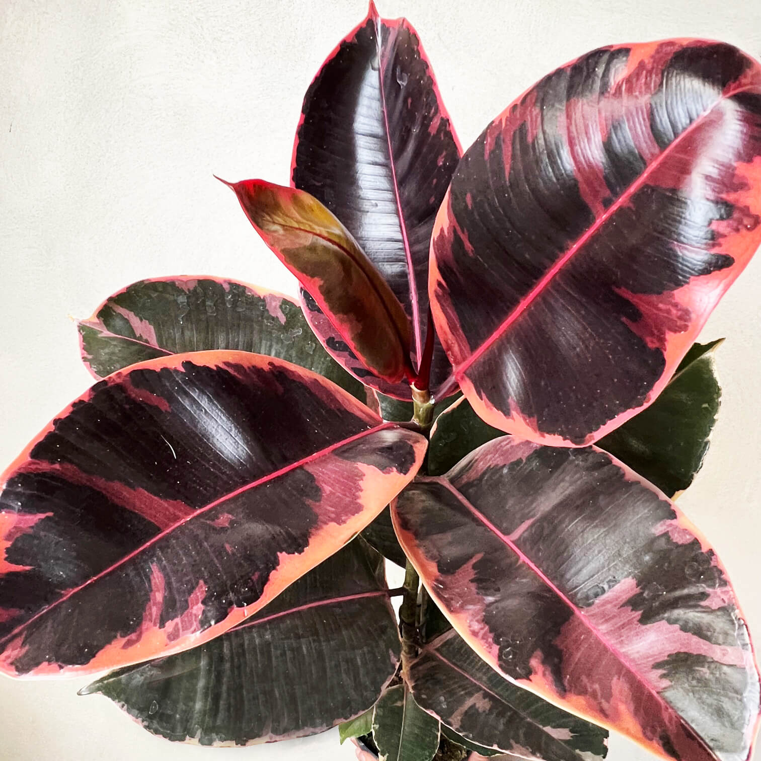 Ficus Belize Ruby