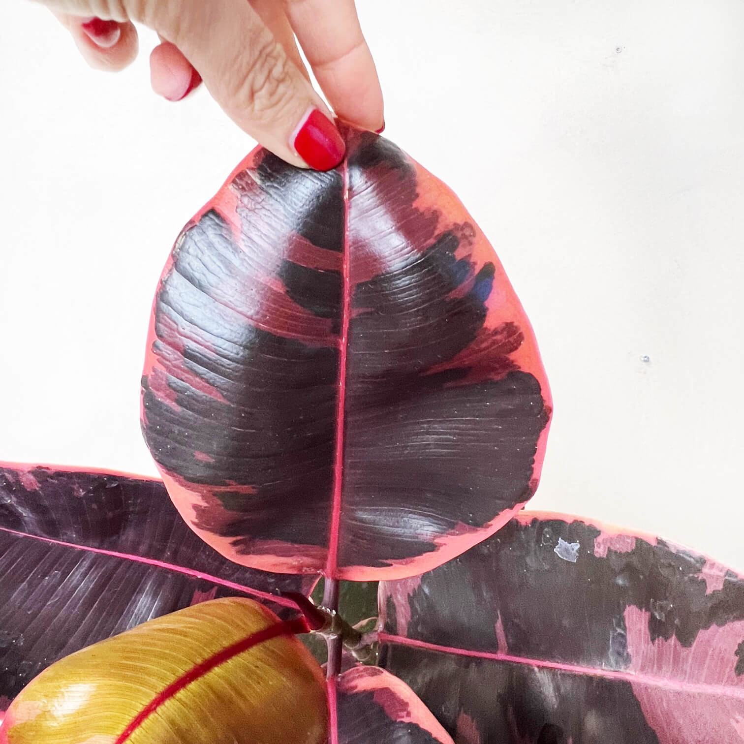 Ficus Belize Ruby