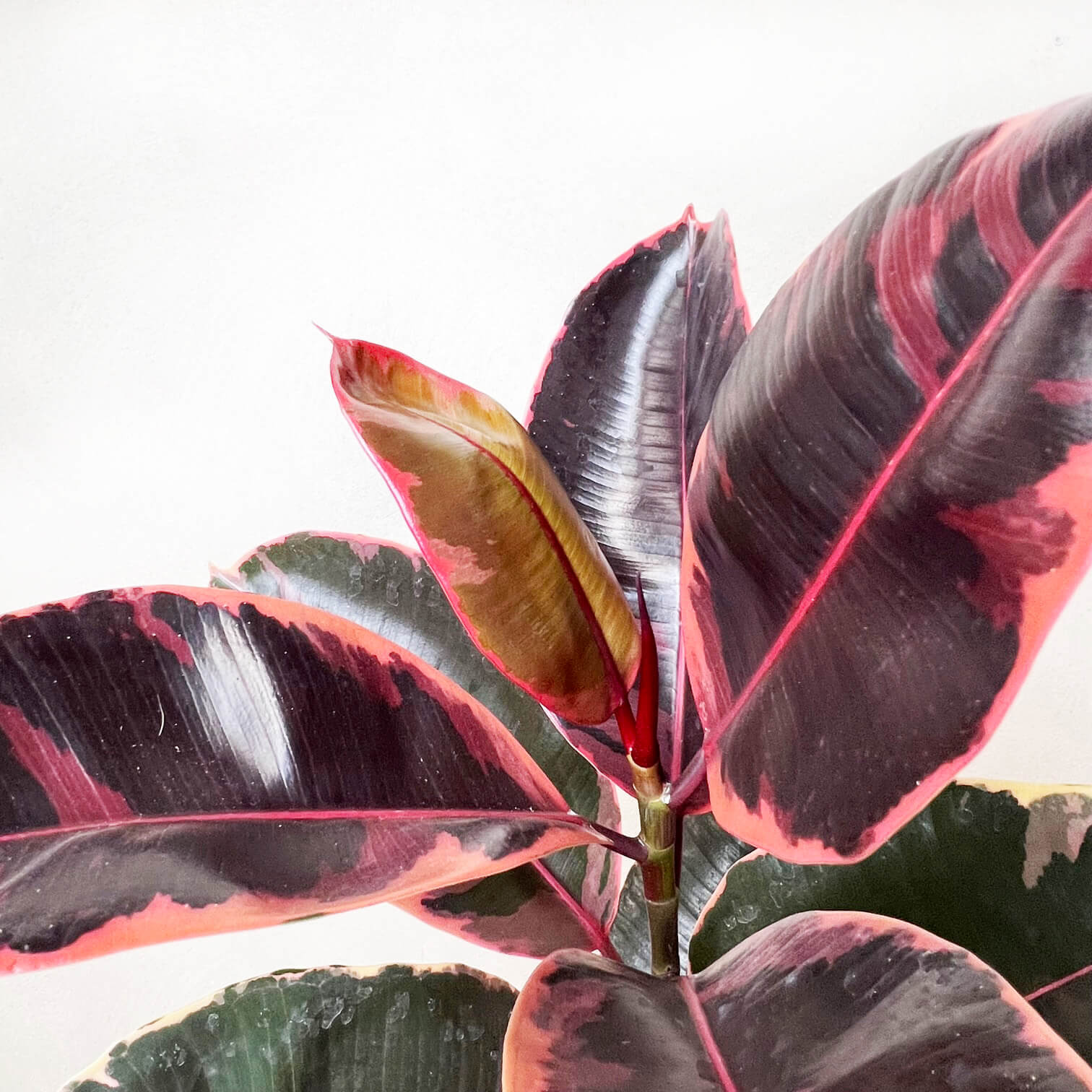 Ficus Belize Ruby