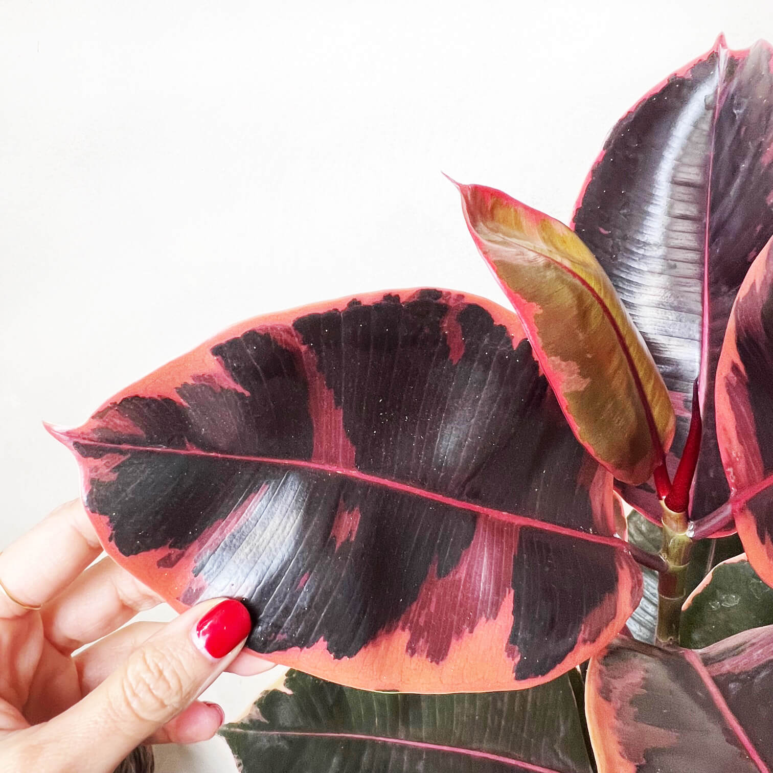 Ficus Belize Ruby