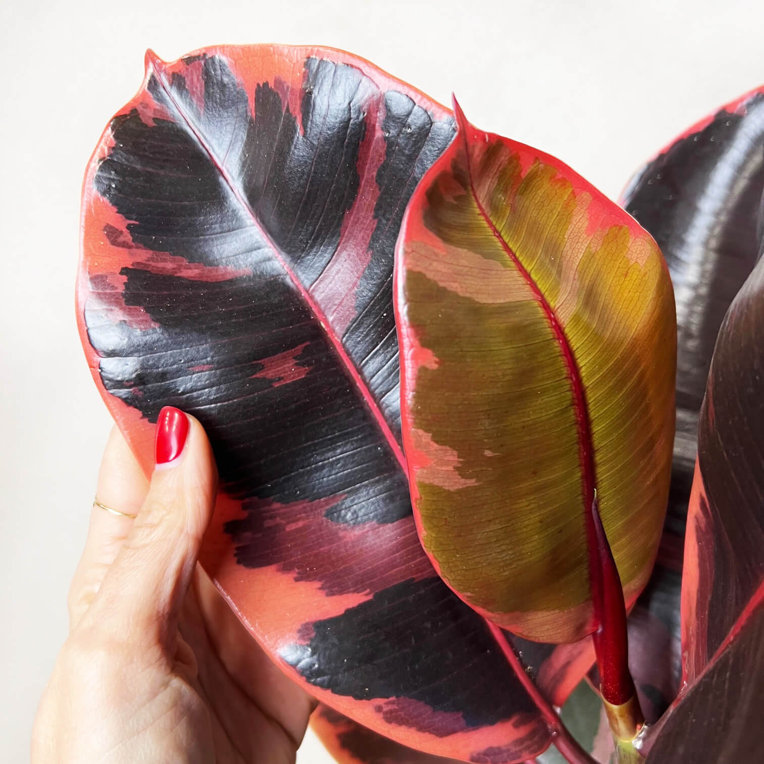 Ficus Belize Ruby