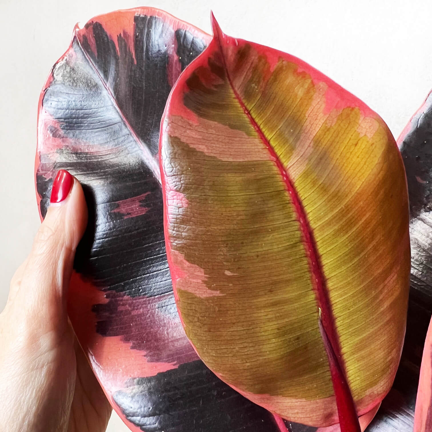 Ficus Belize Ruby