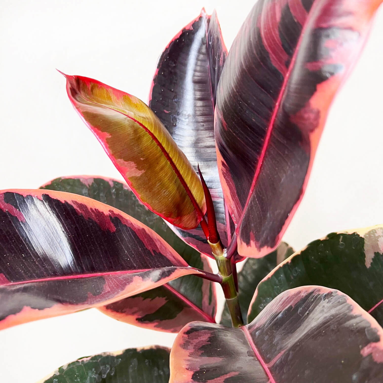 Ficus Belize Ruby