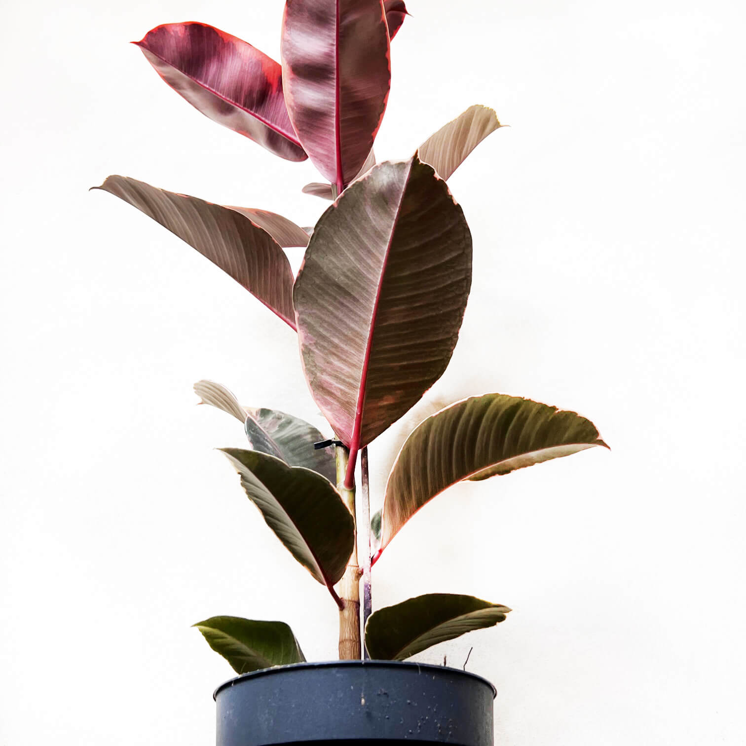 Ficus Belize Ruby