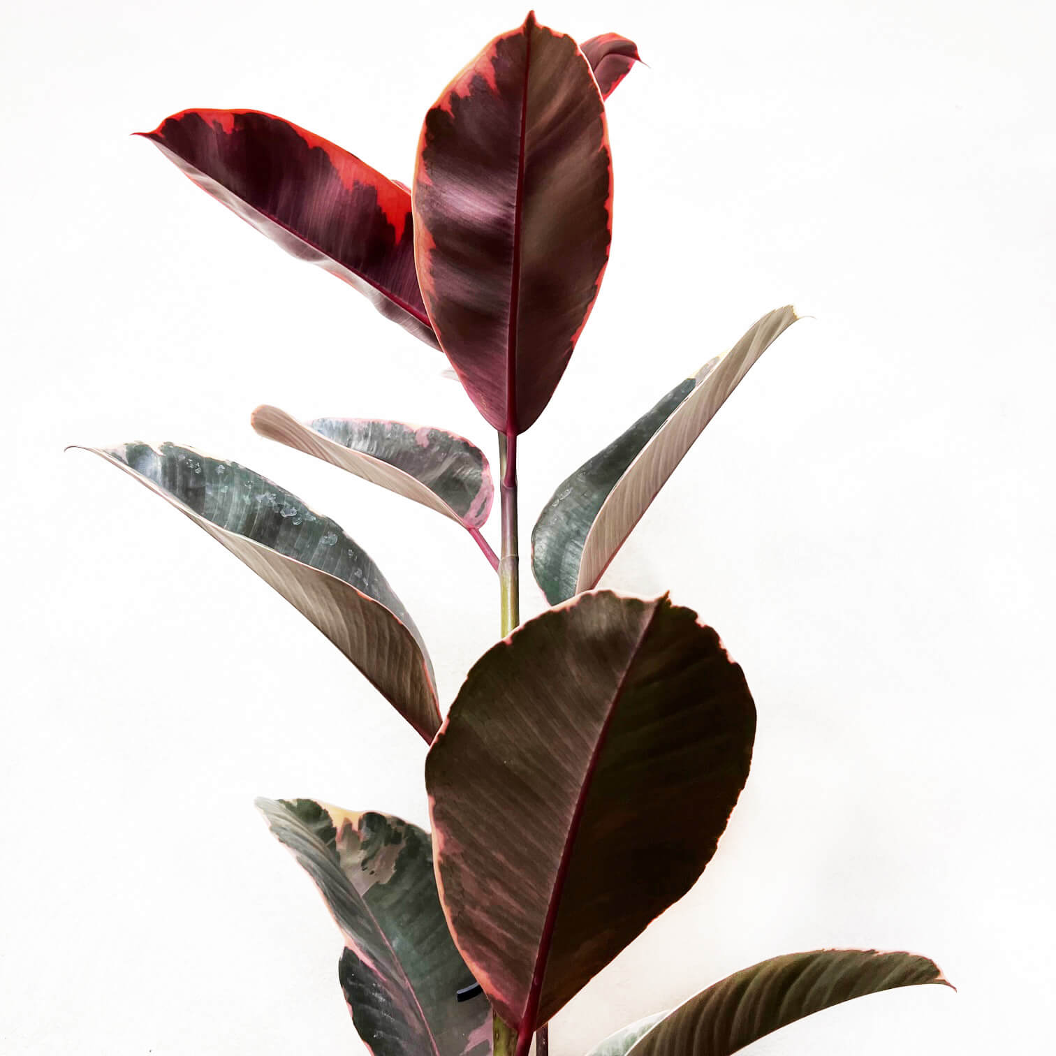 Ficus Belize Ruby