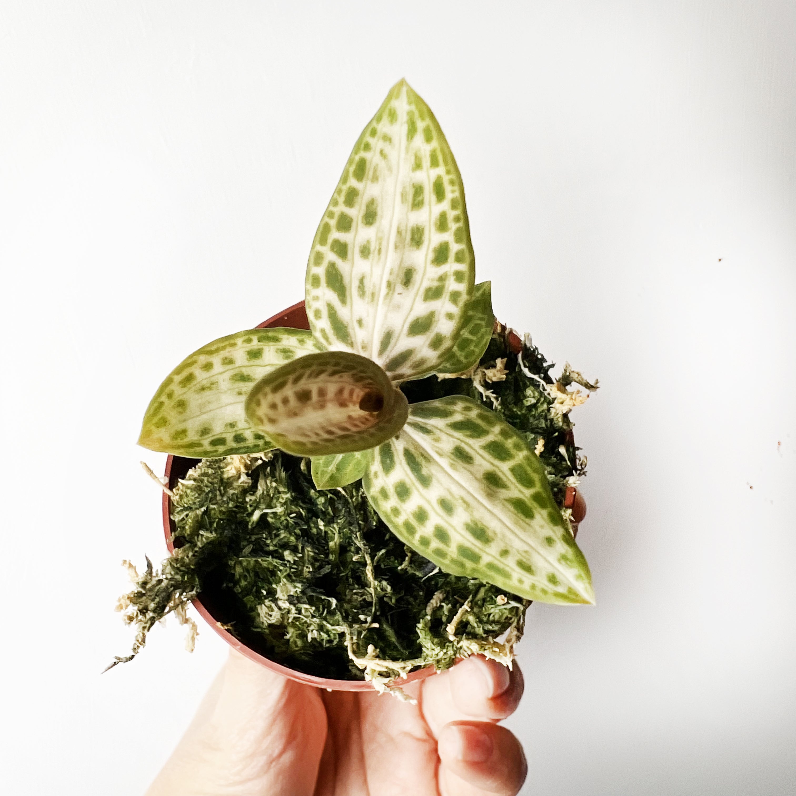 Goodyera schlechtendaliana var. 'Nishikiran Japan’