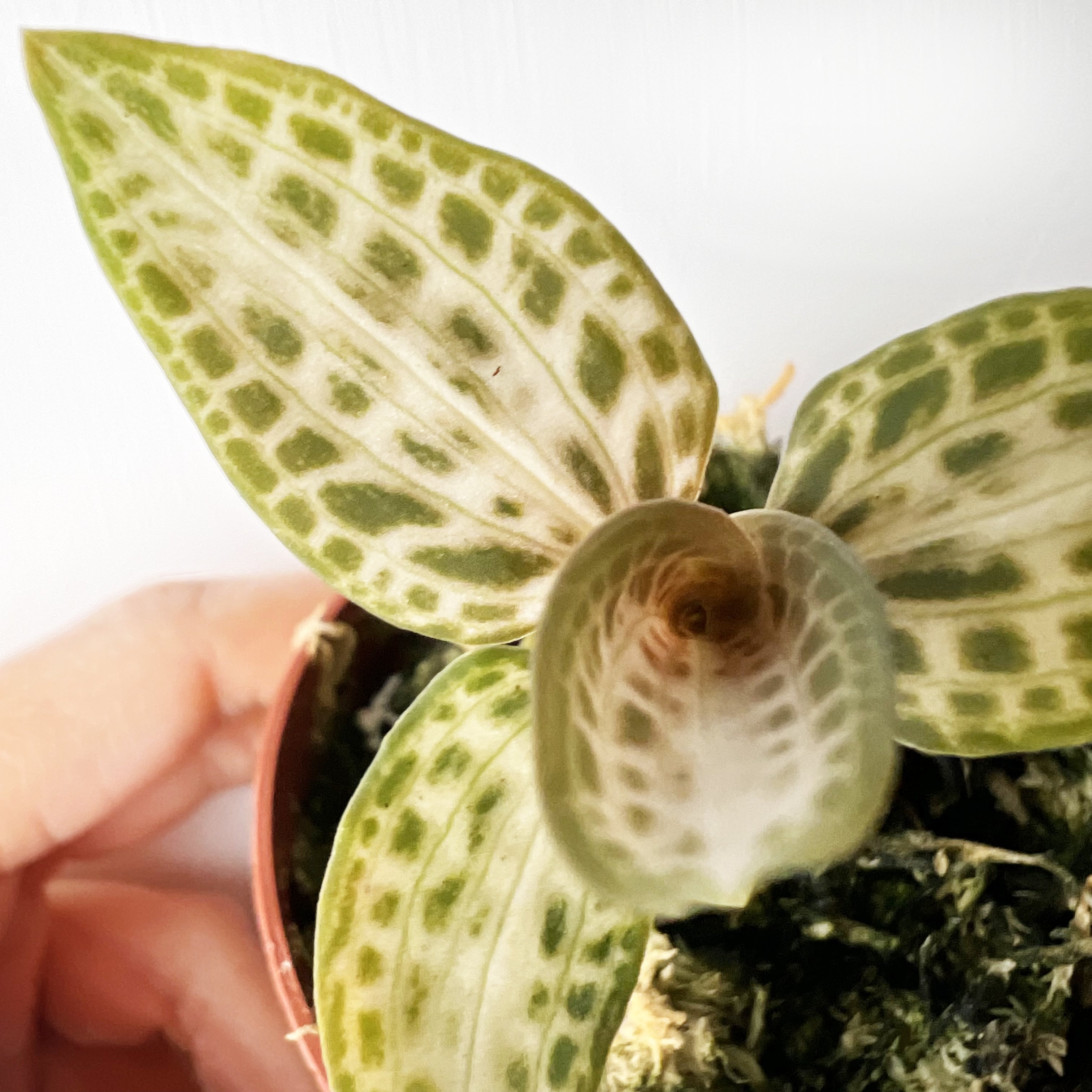 Goodyera schlechtendaliana var. 'Nishikiran Japan’