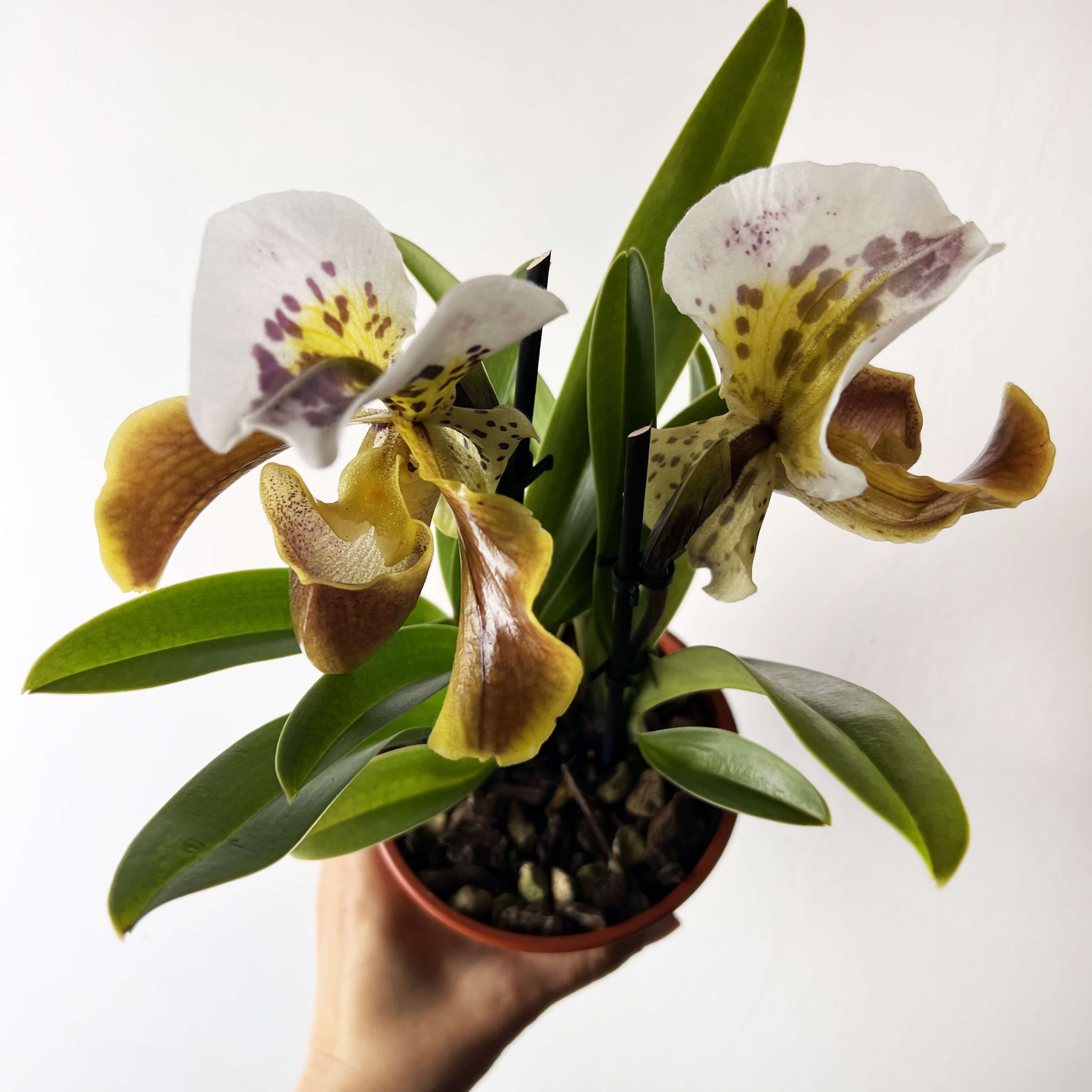 Paphiopedilum AmericaHibrid /twins