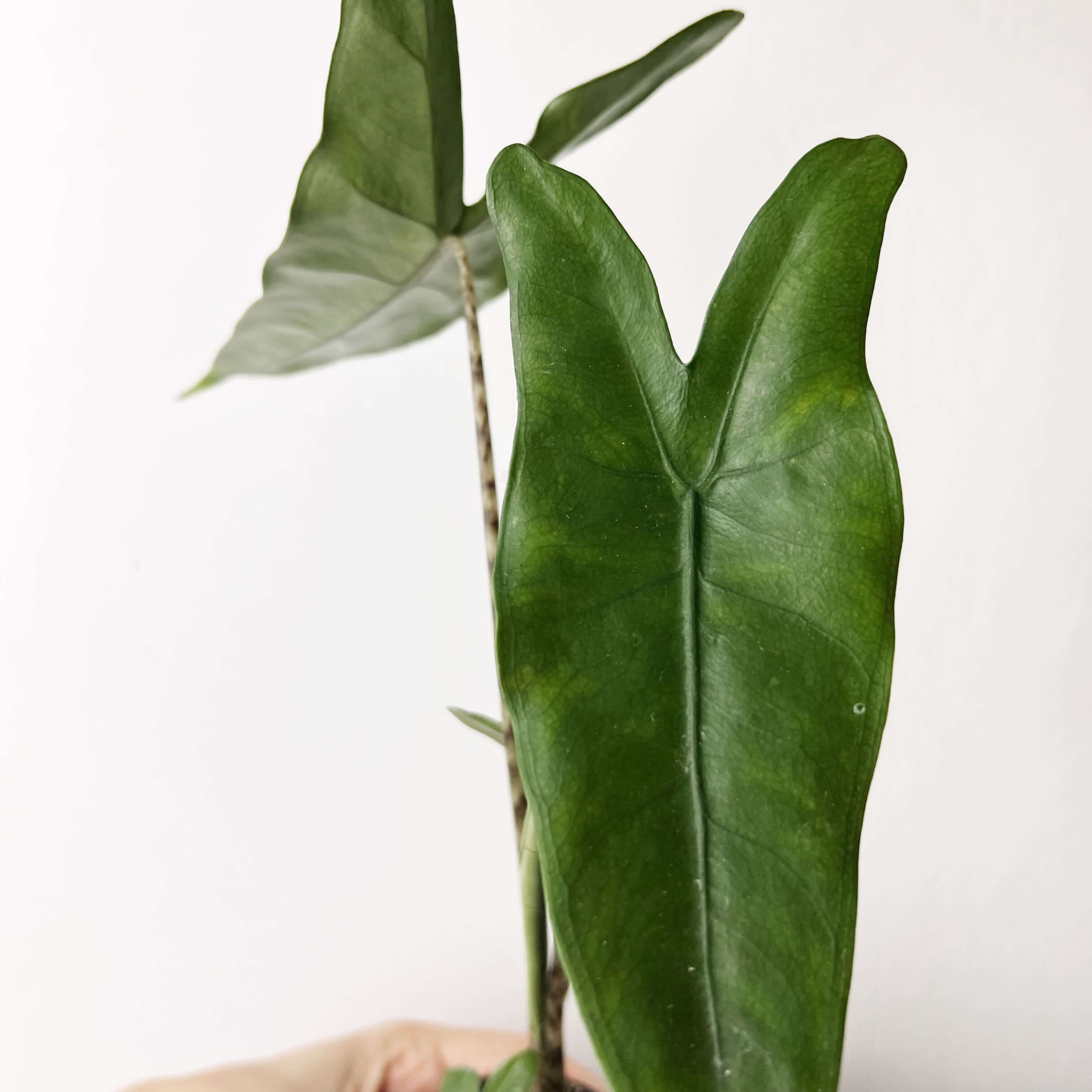 Baby Alocasia Zebrina