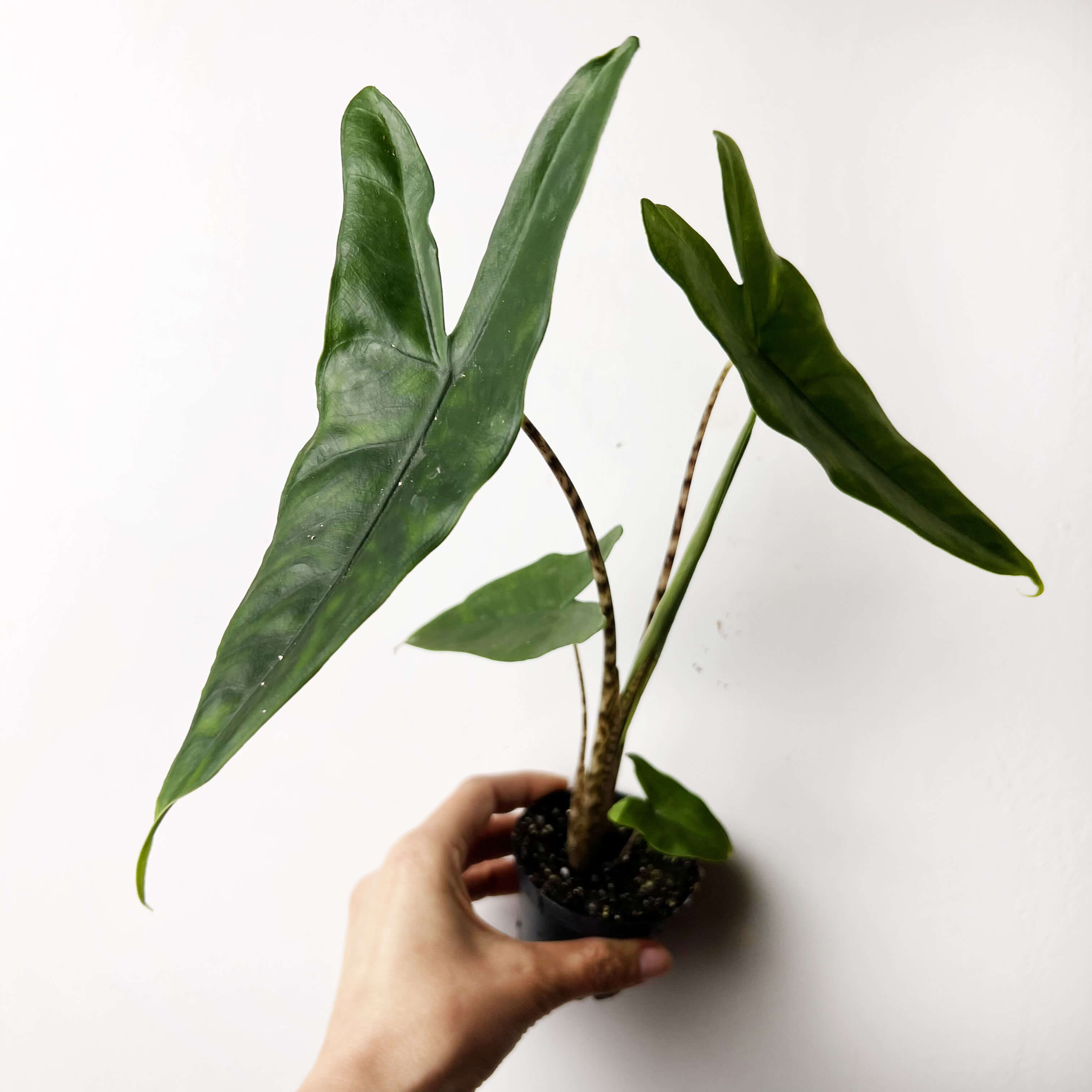 Baby Alocasia Zebrina