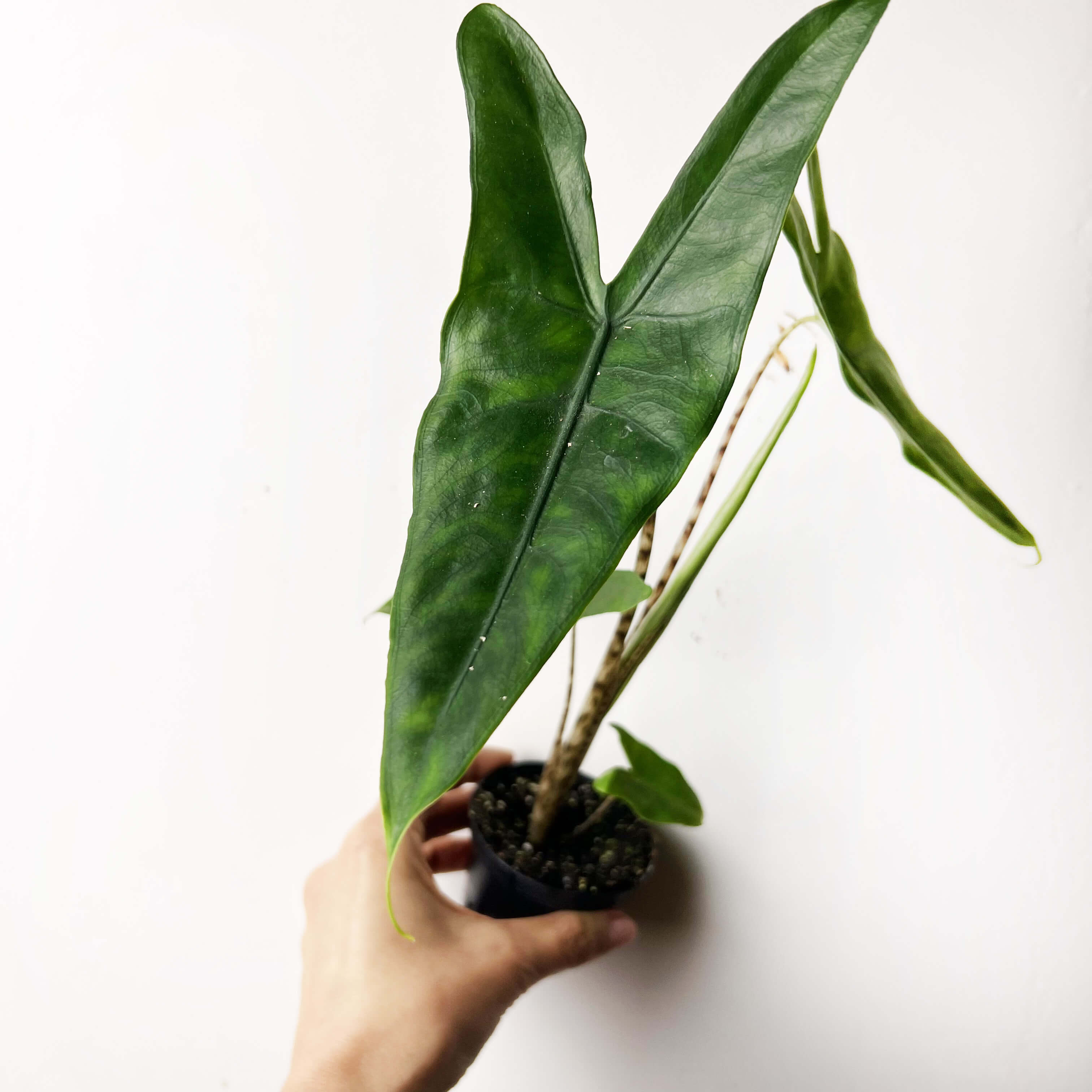Baby Alocasia Zebrina