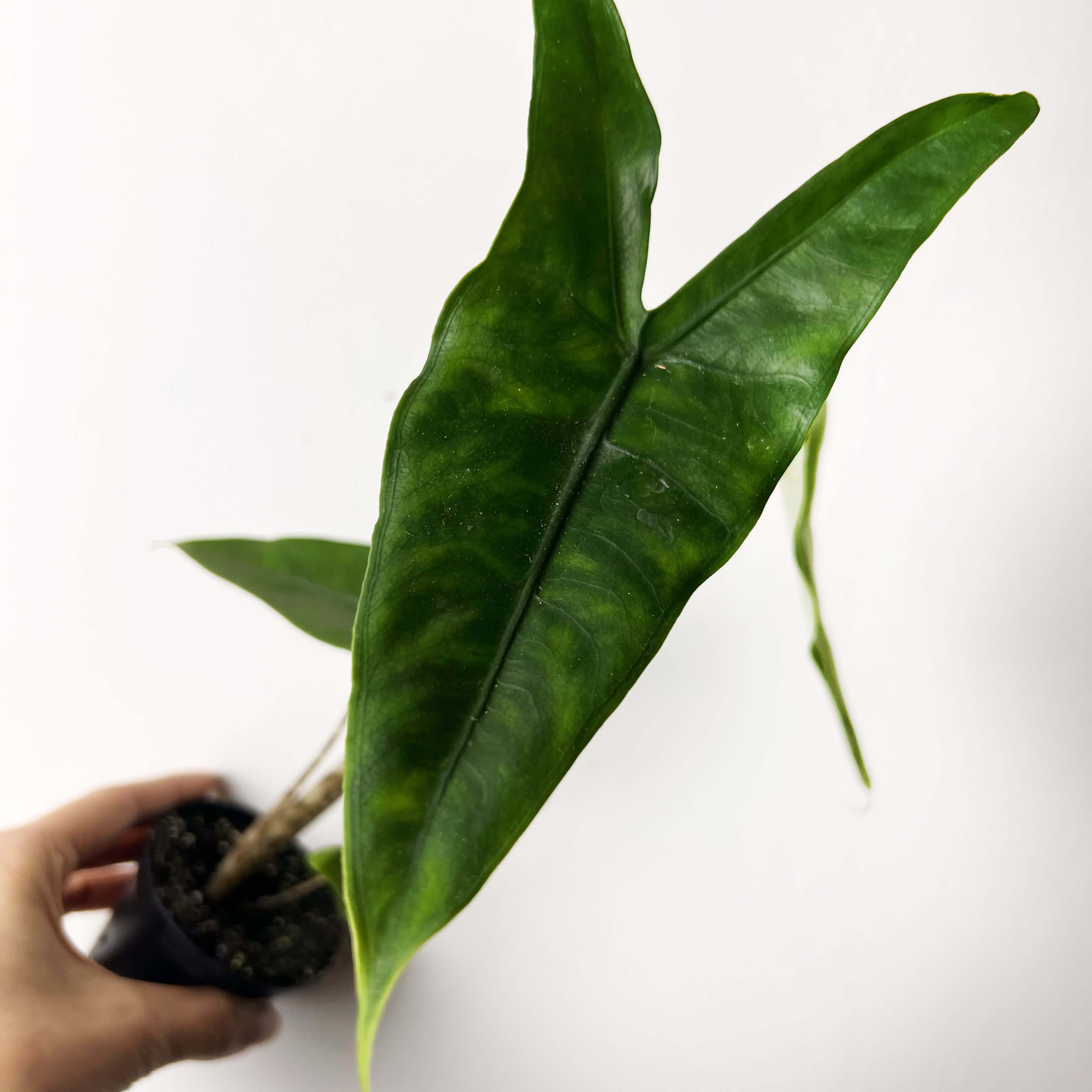 Baby Alocasia Zebrina