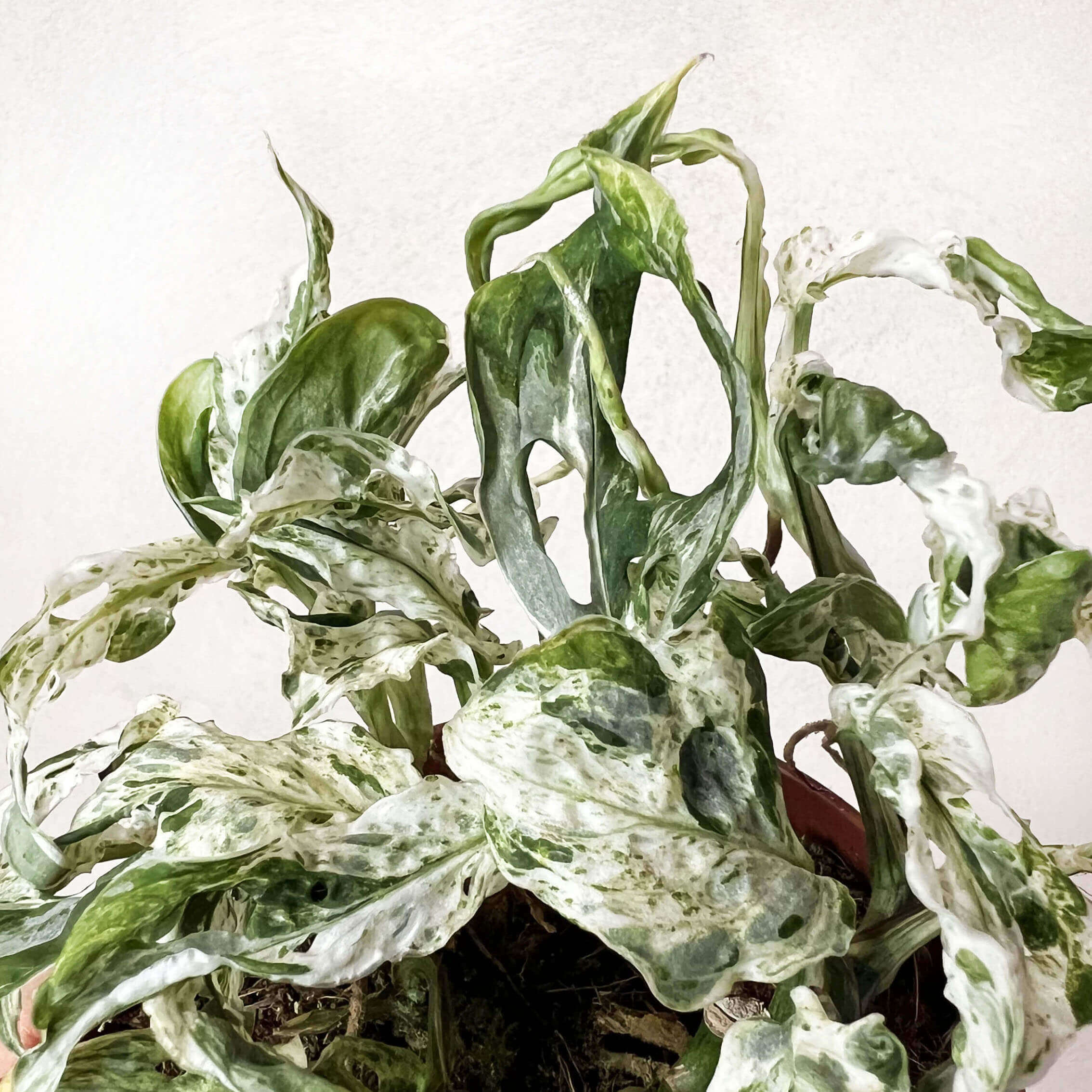 Monstera Frozen Freckles