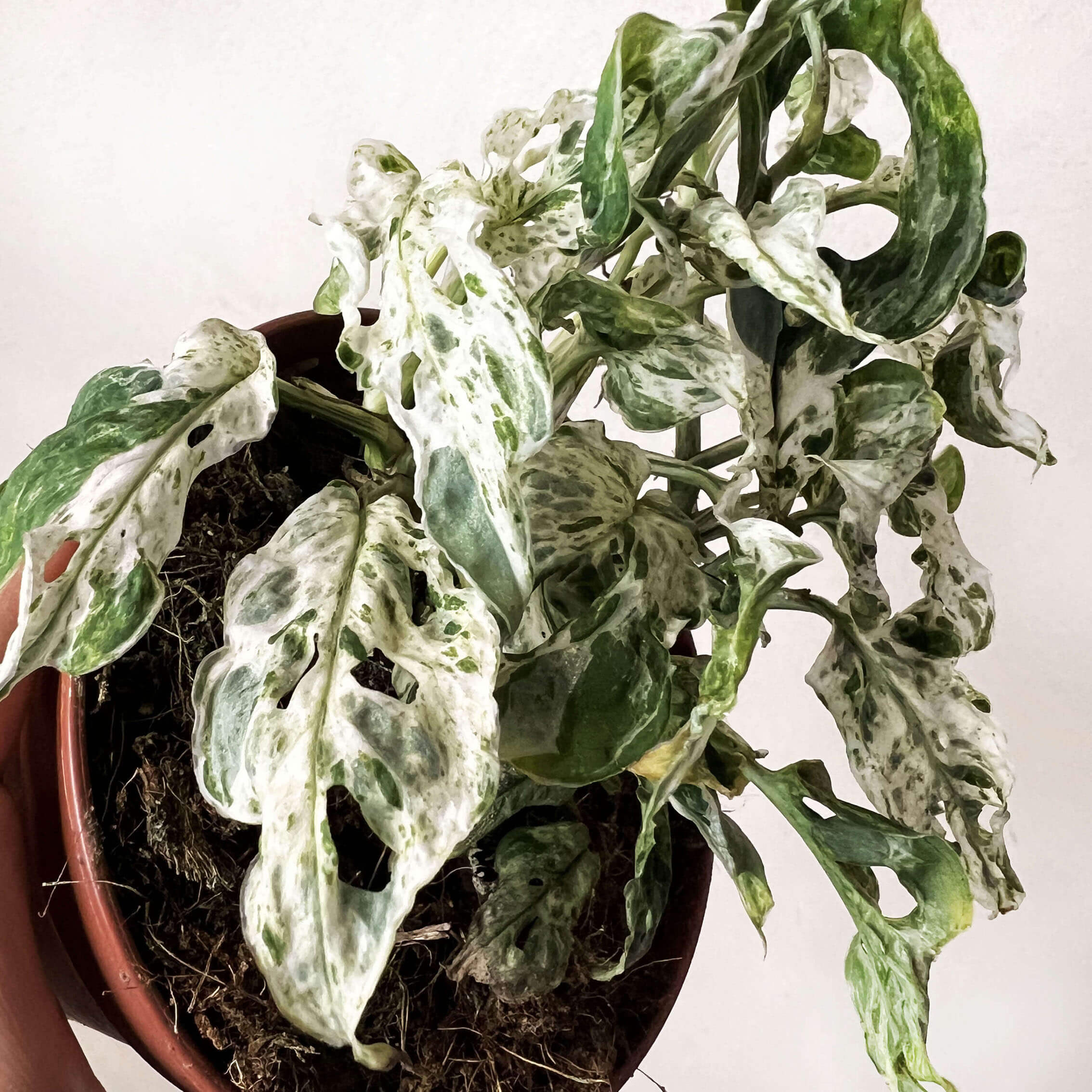 Monstera Frozen Freckles