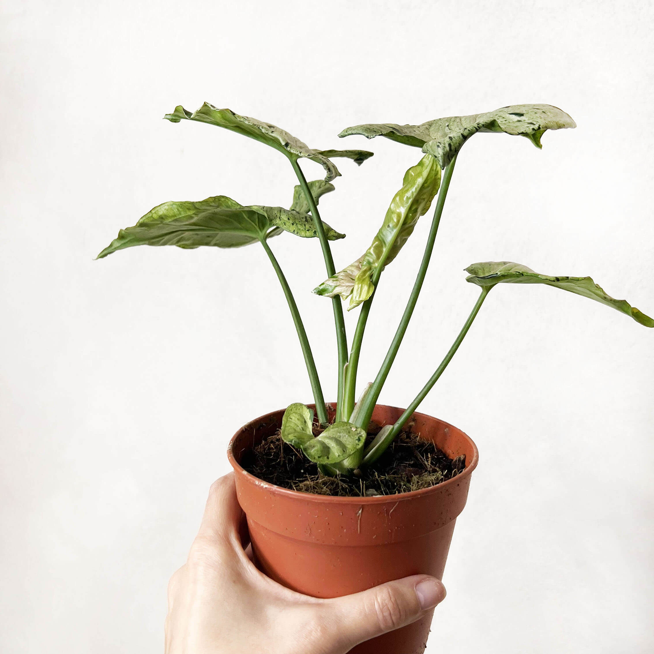 Syngonium Green Splash