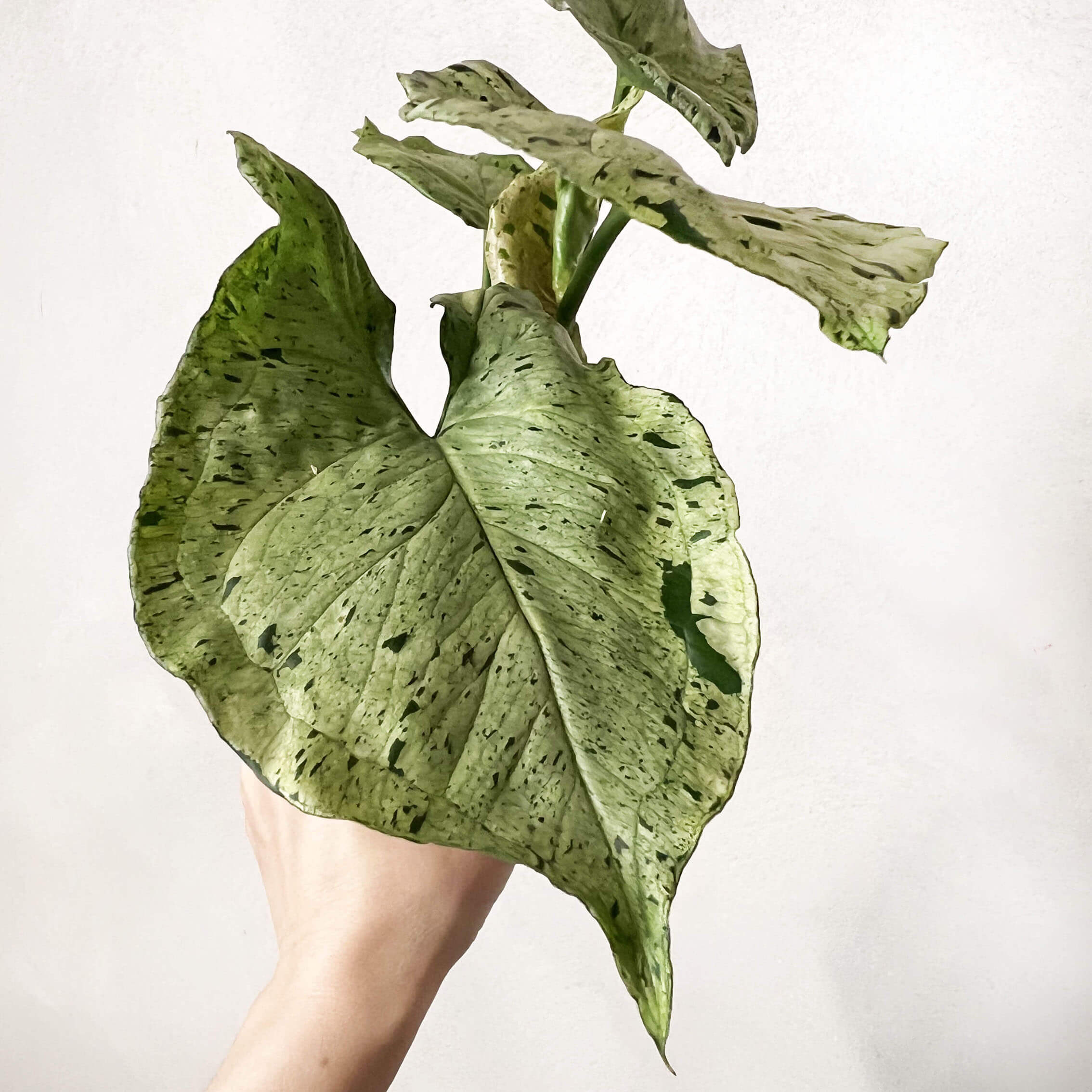 Syngonium Green Splash