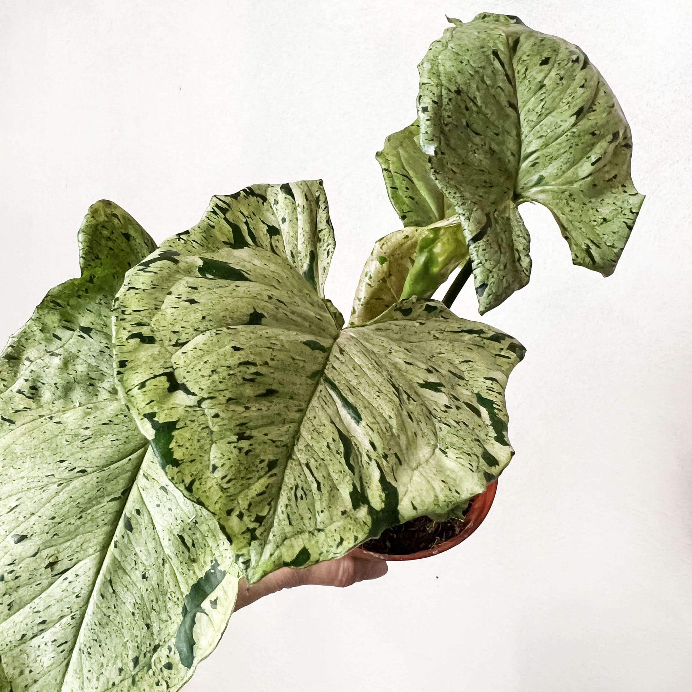 Syngonium Green Splash