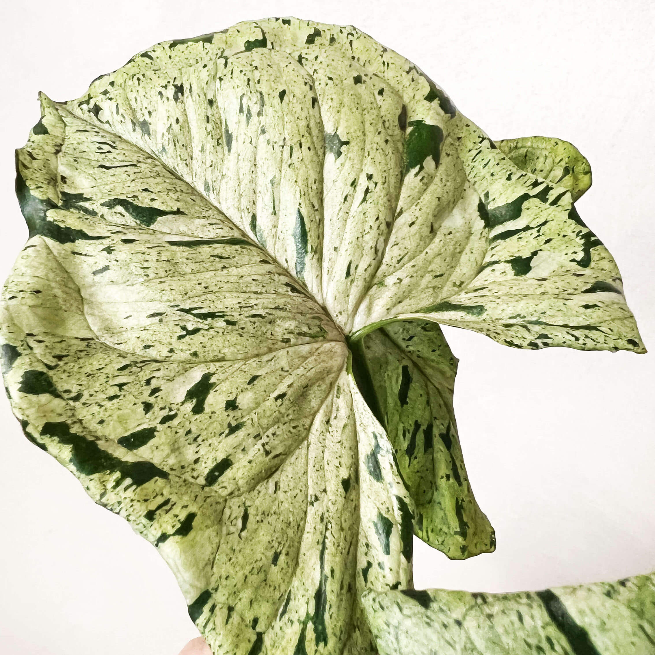 Syngonium Green Splash