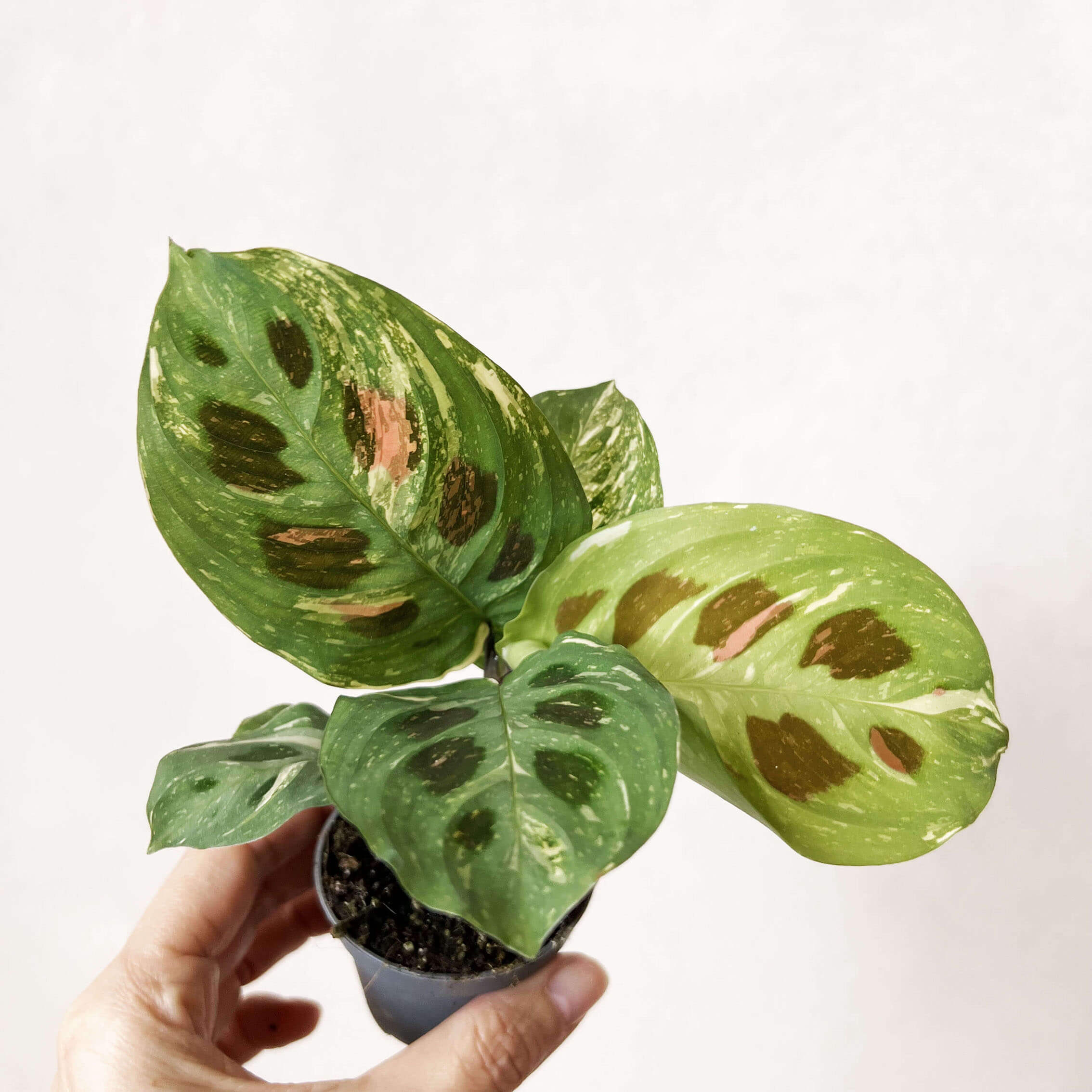 baby Maranta Leuconeura  kerchoveana Variegata