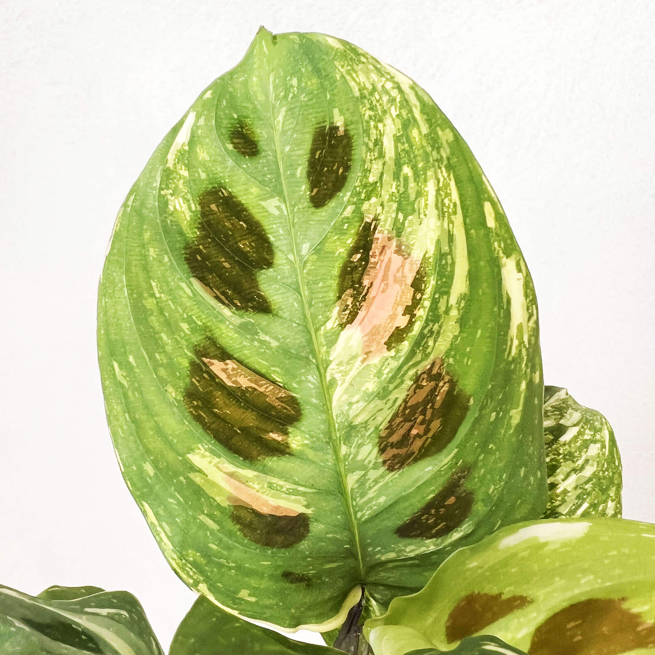 baby Maranta Leuconeura  kerchoveana Variegata