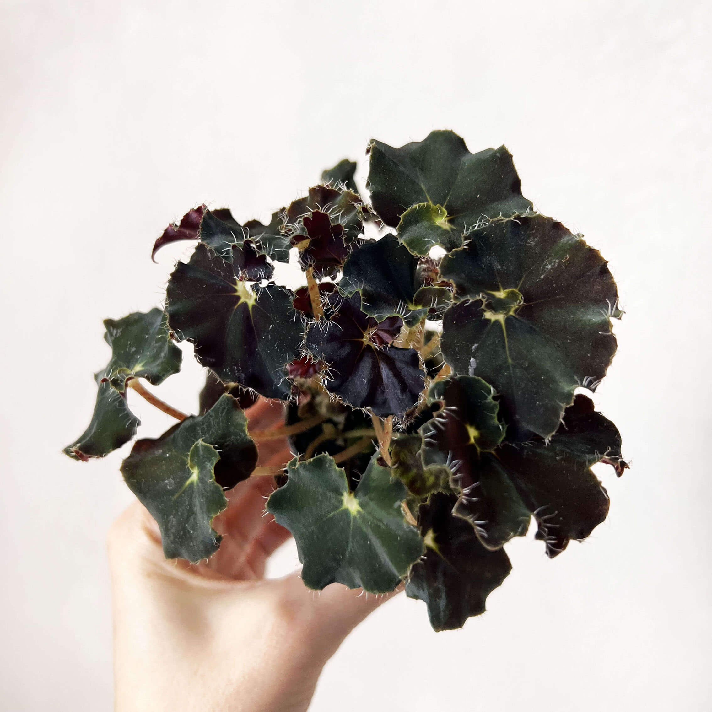Baby Begonia Dark Mambo