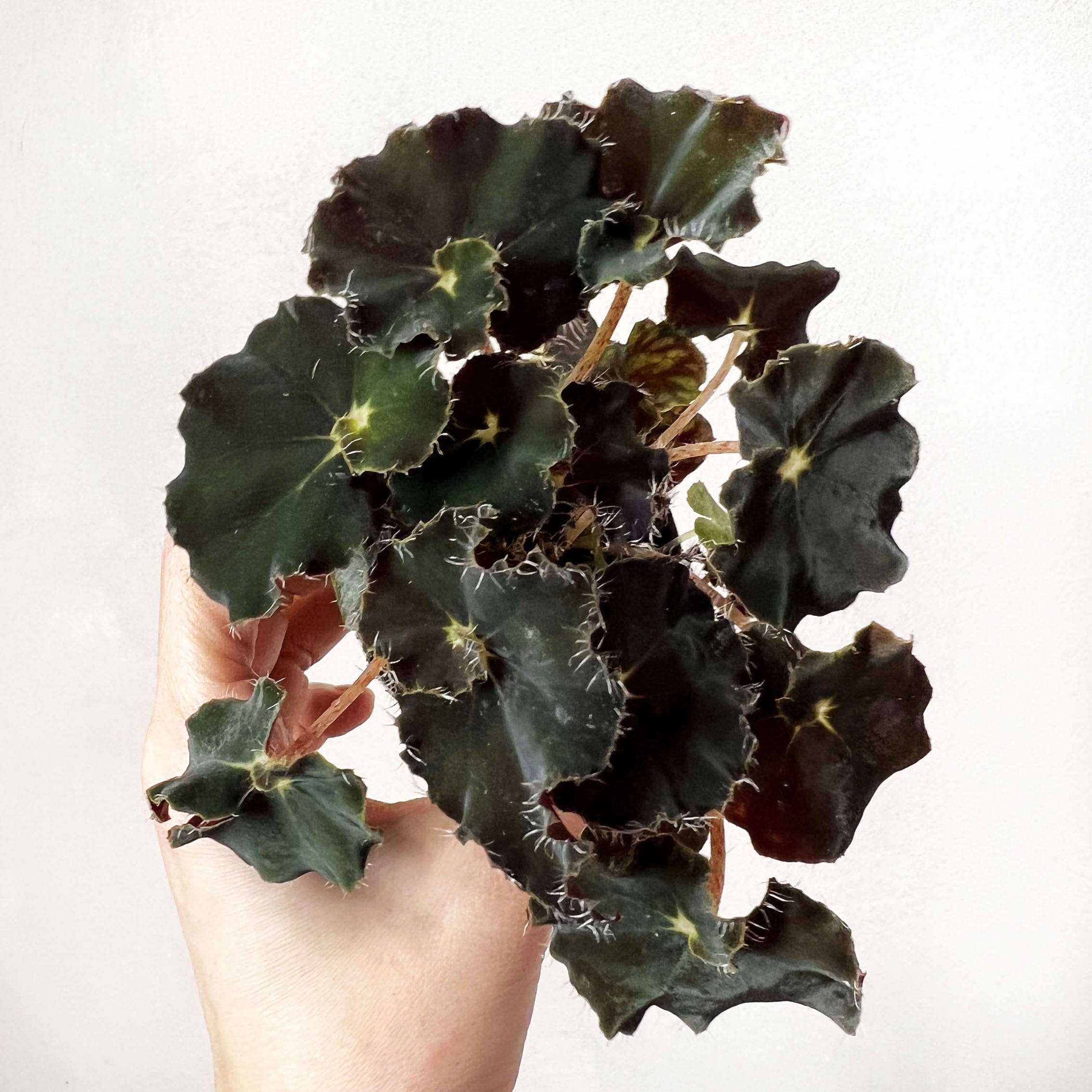 Baby Begonia Dark Mambo