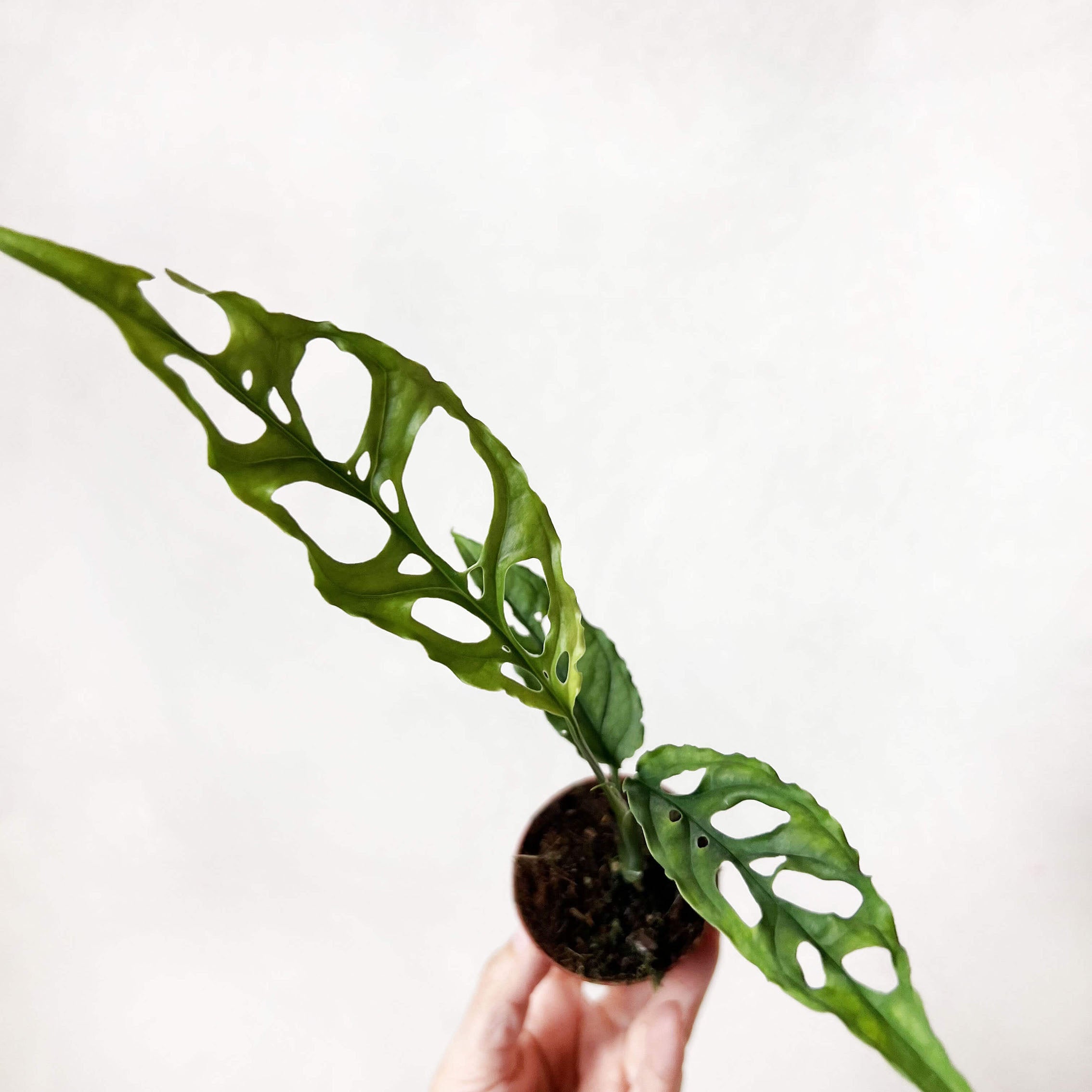 baby Monstera Obliqua "Perù"