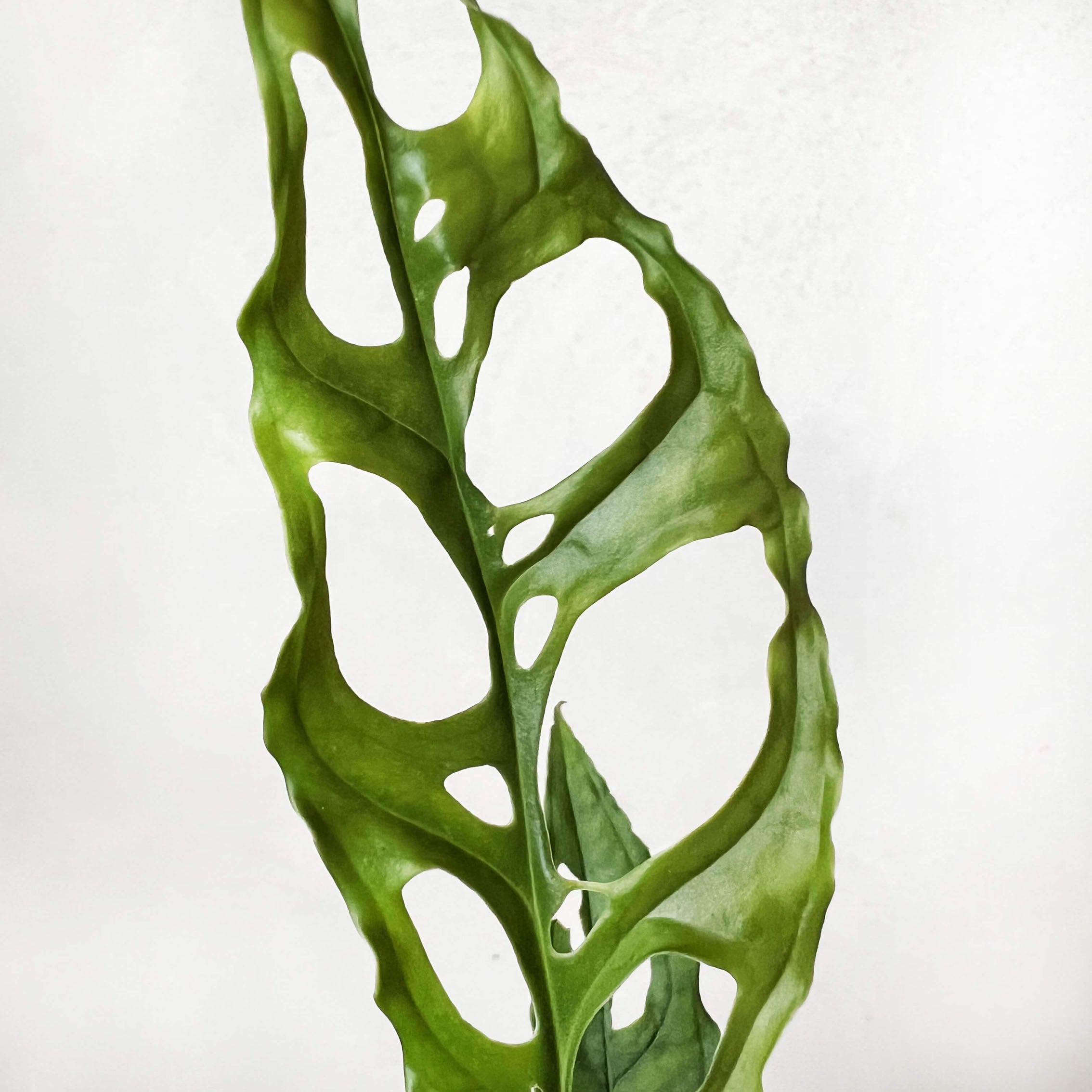 baby Monstera Obliqua "Perù"