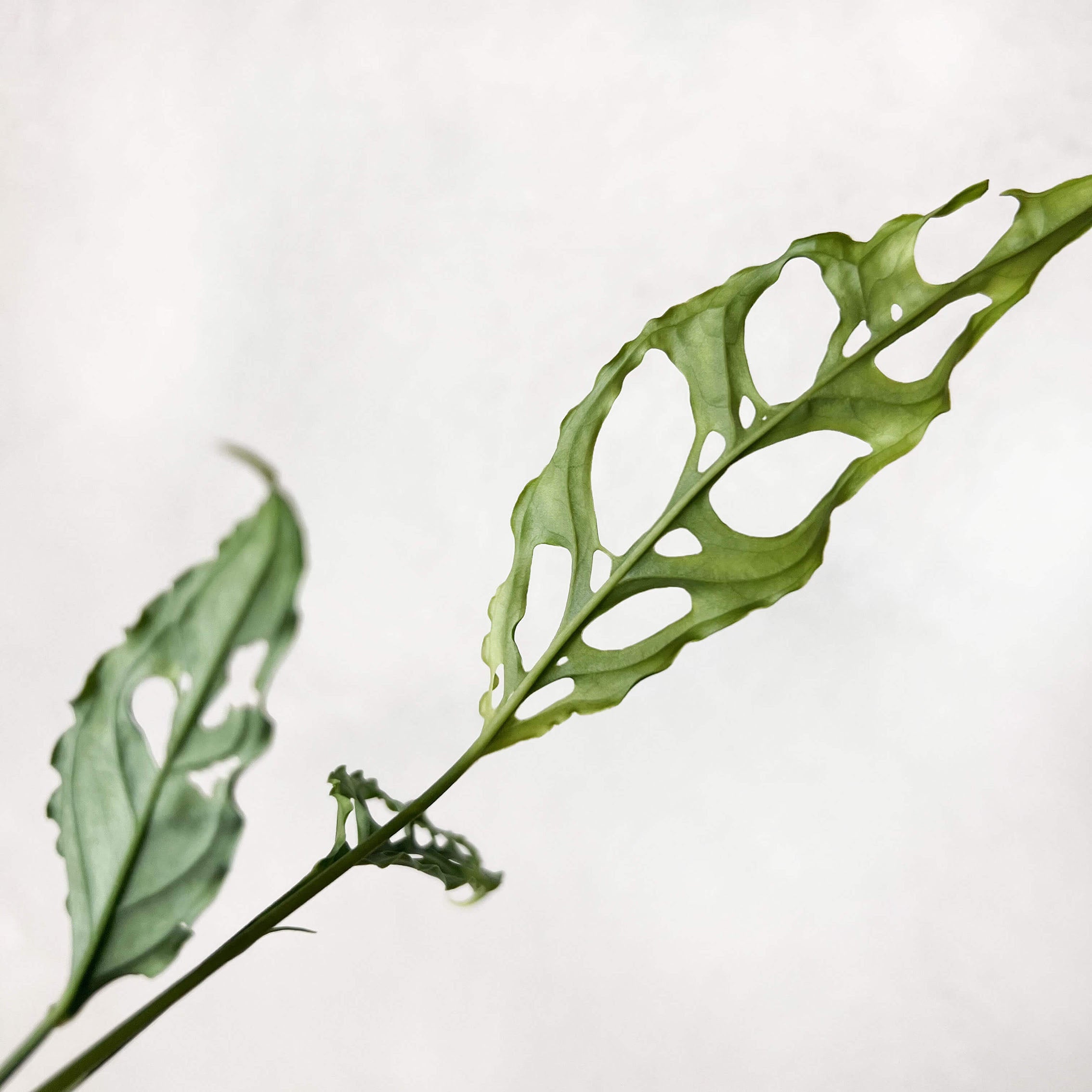 baby Monstera Obliqua "Perù"