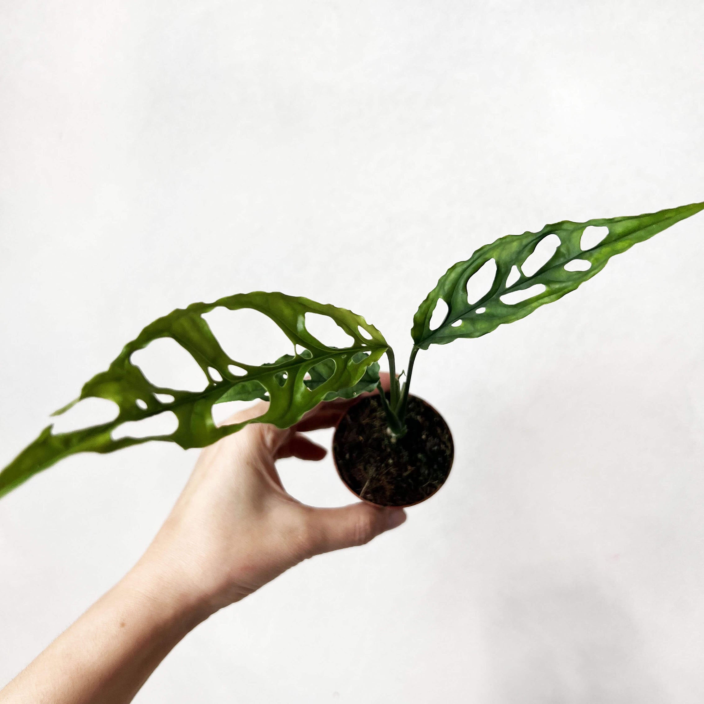 baby Monstera Obliqua "Perù"